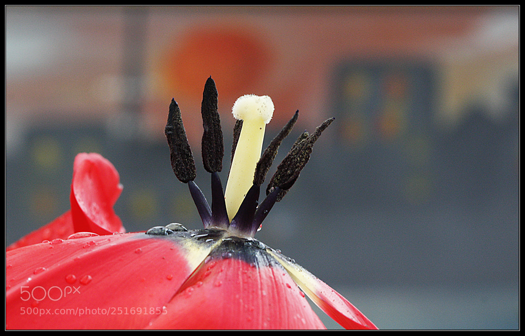 Canon EOS 450D (EOS Rebel XSi / EOS Kiss X2) sample photo. Merhaba bahar... photography
