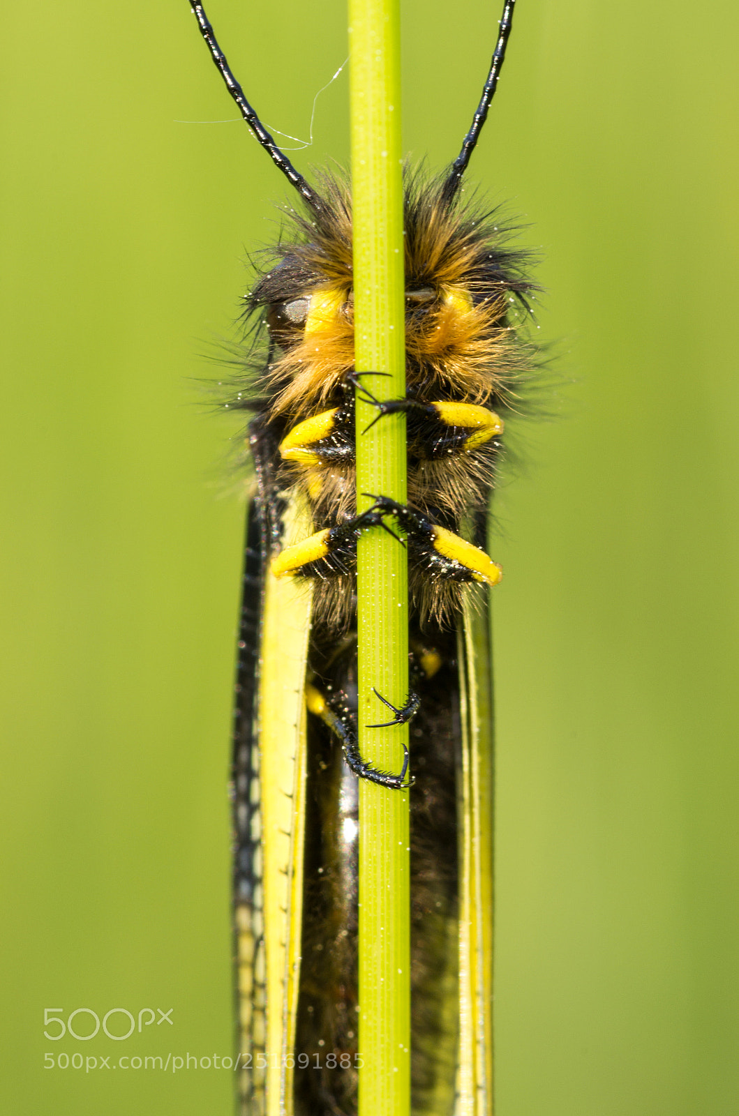 Pentax K-5 sample photo. Hairy photography