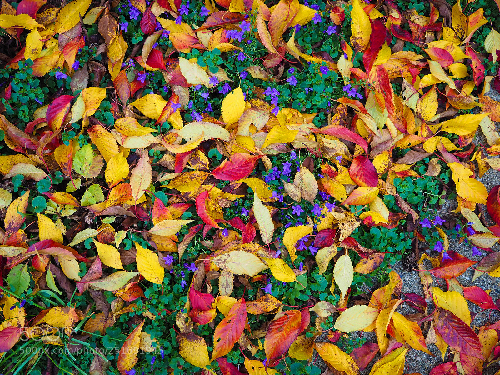 Olympus OM-D E-M10 sample photo. Autumn leaves photography