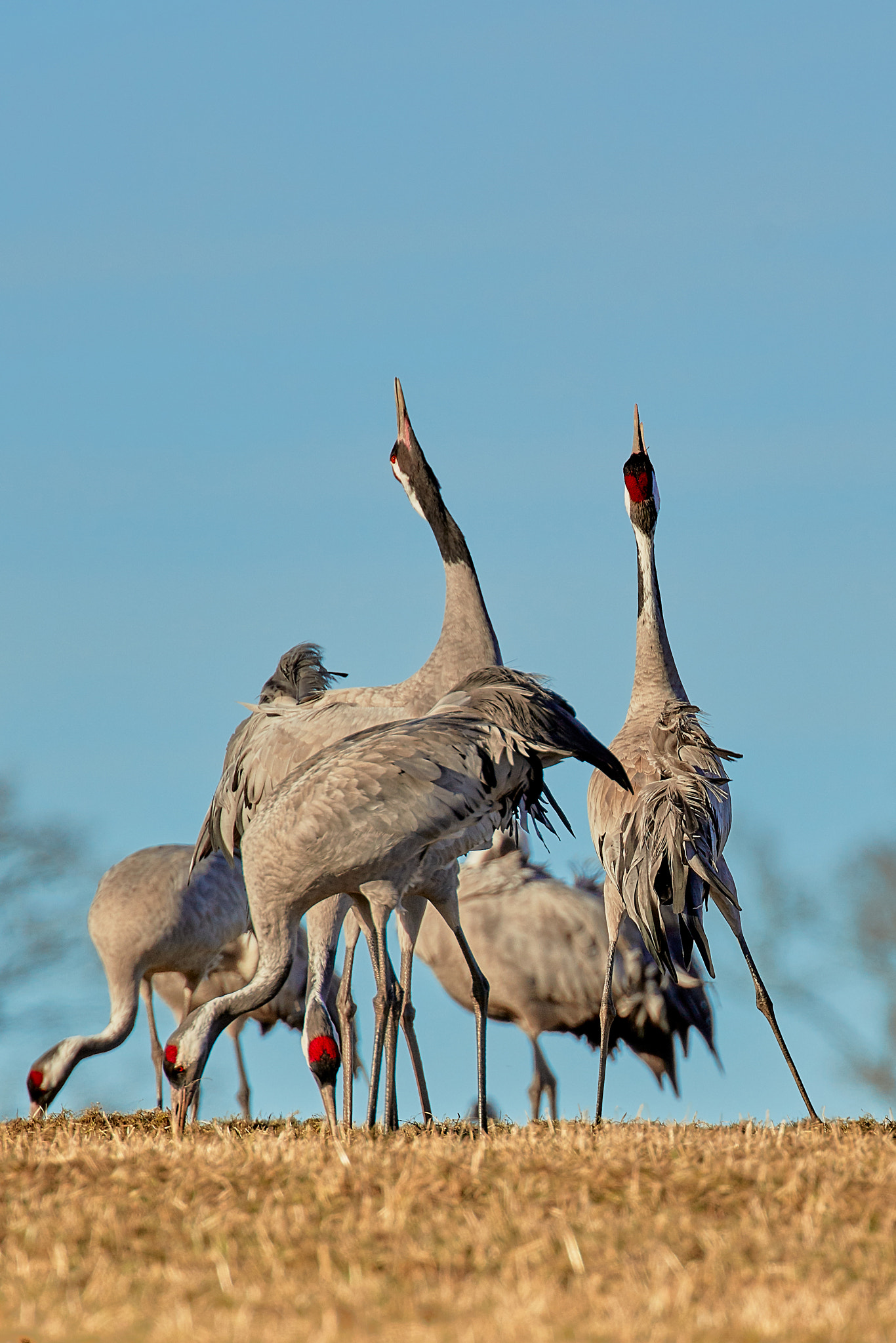Canon EOS 5DS R sample photo. Cranes hornborgasjön photography