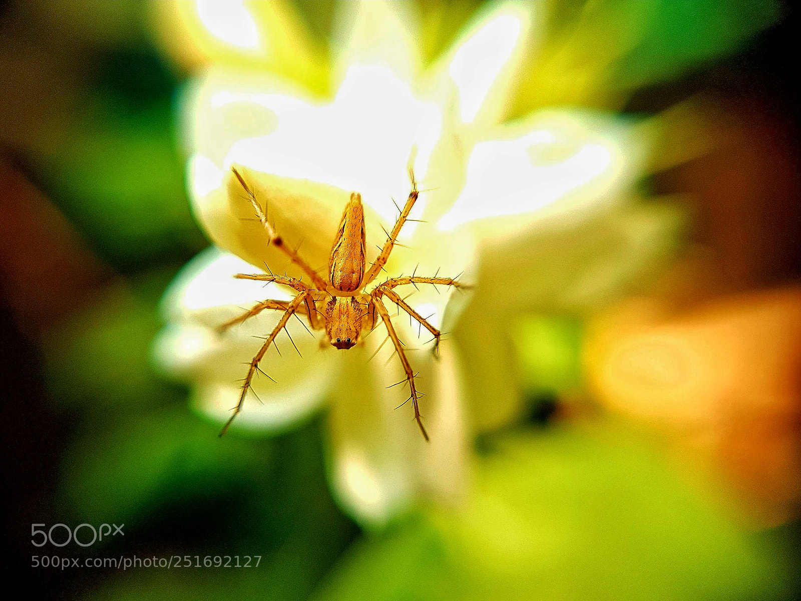Samsung Galaxy S7 Edge sample photo. Spider photography