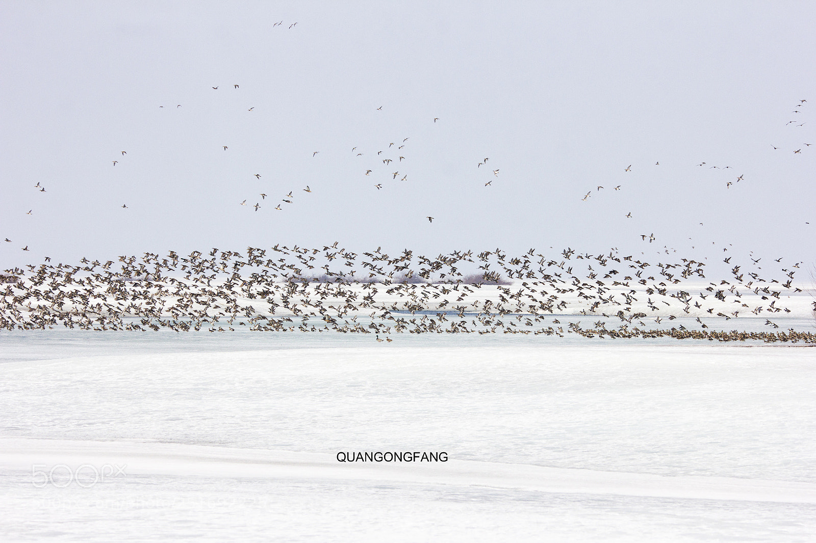 Canon EOS 60D sample photo. 北归的水鸟wild duck photography