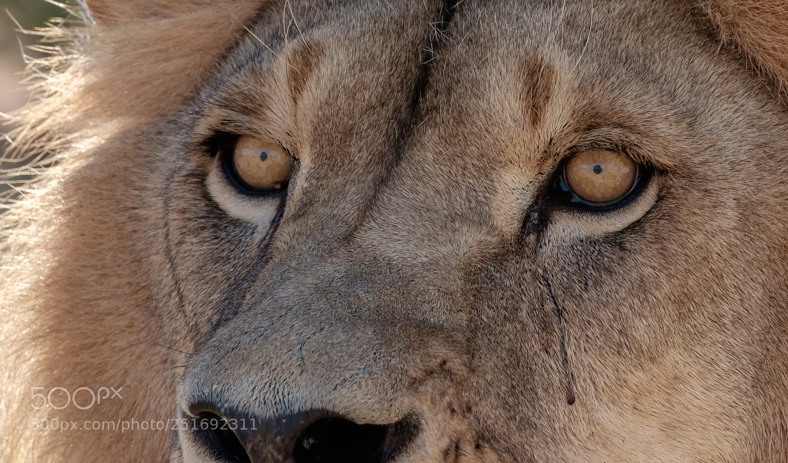 Fujifilm X-T10 sample photo. No fear - drakenstein photography