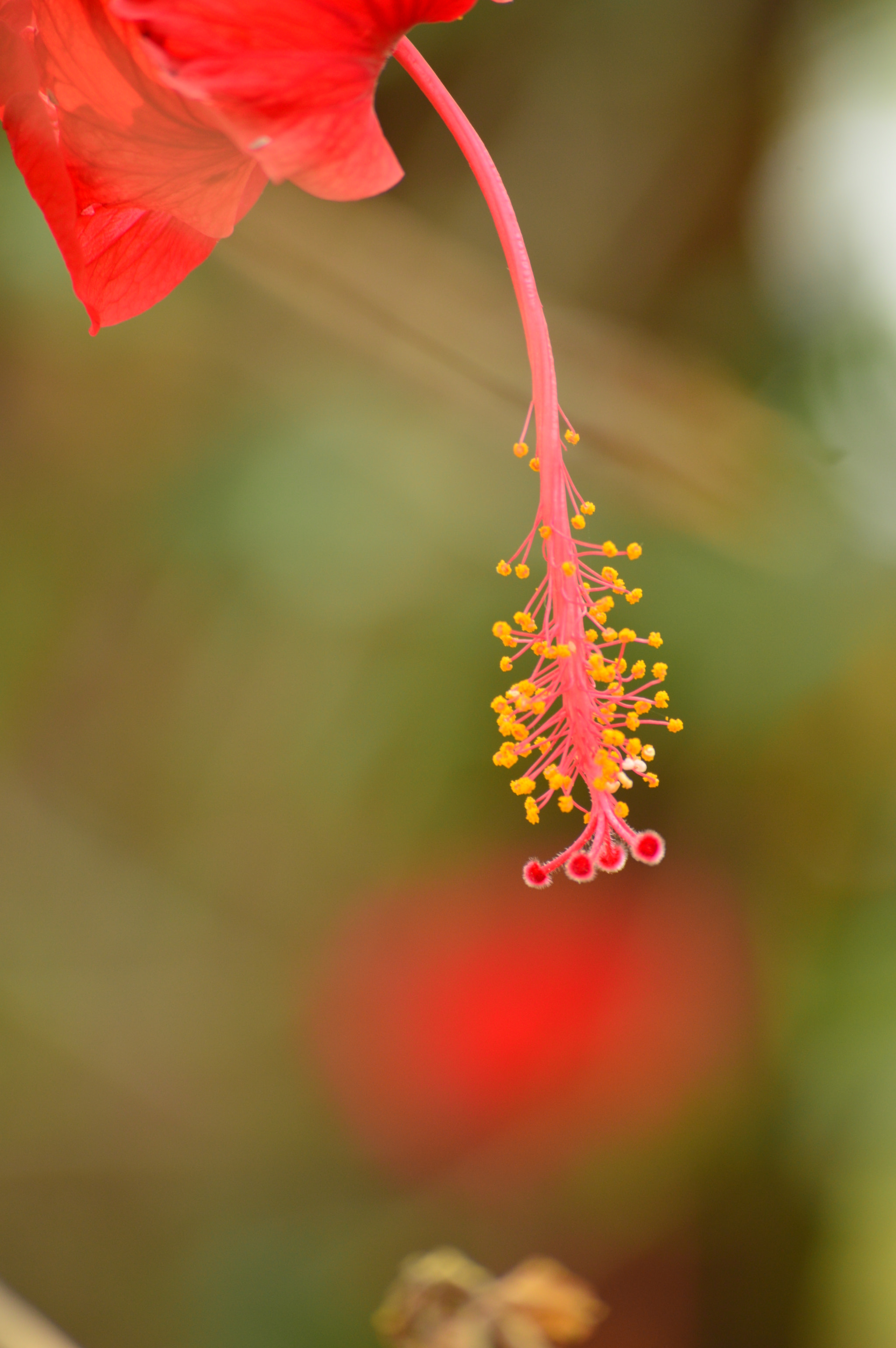 Nikon D3200 sample photo. Hibiscuss photography