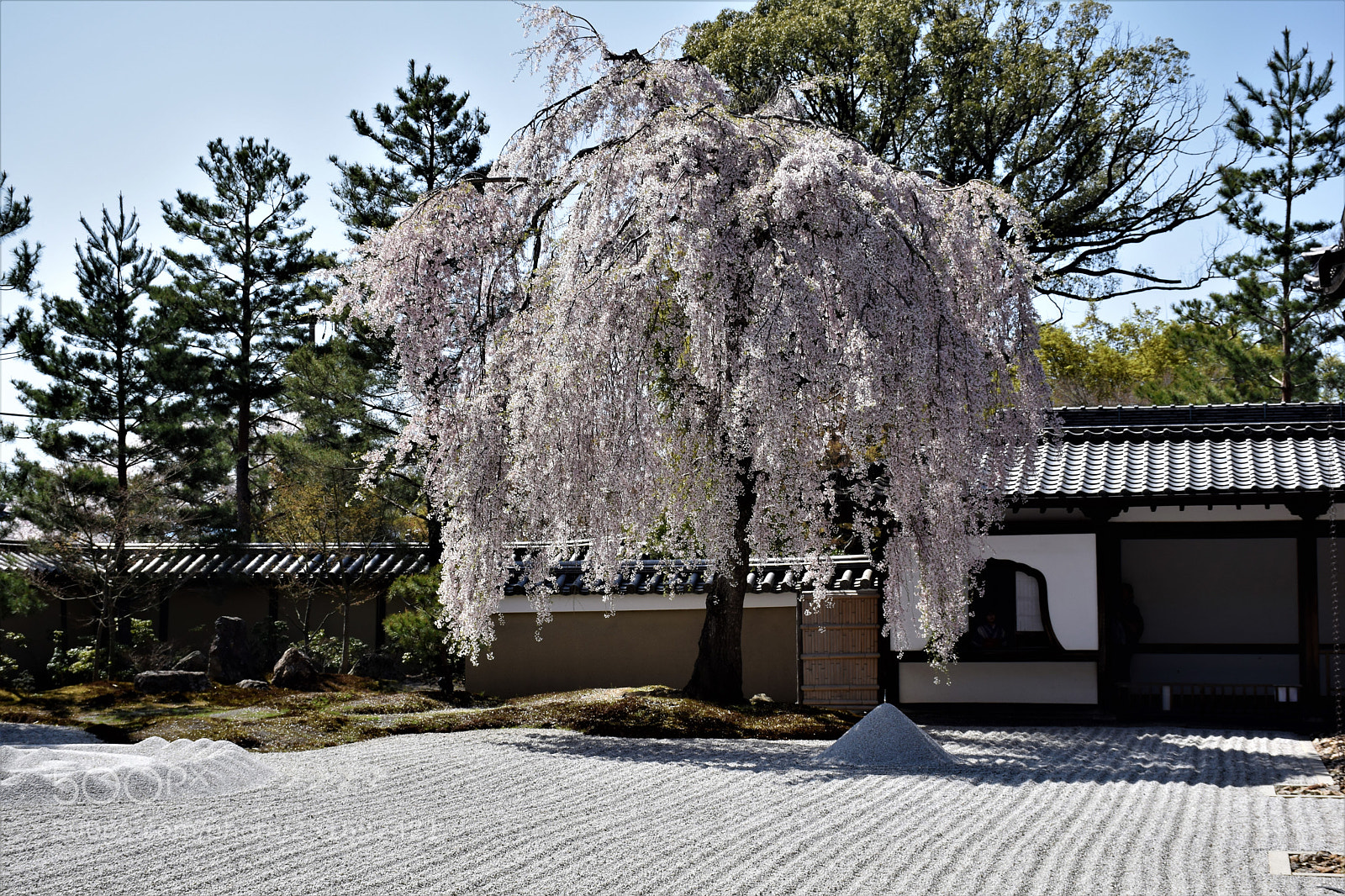 Nikon D5300 sample photo. The weeping cherry tree photography