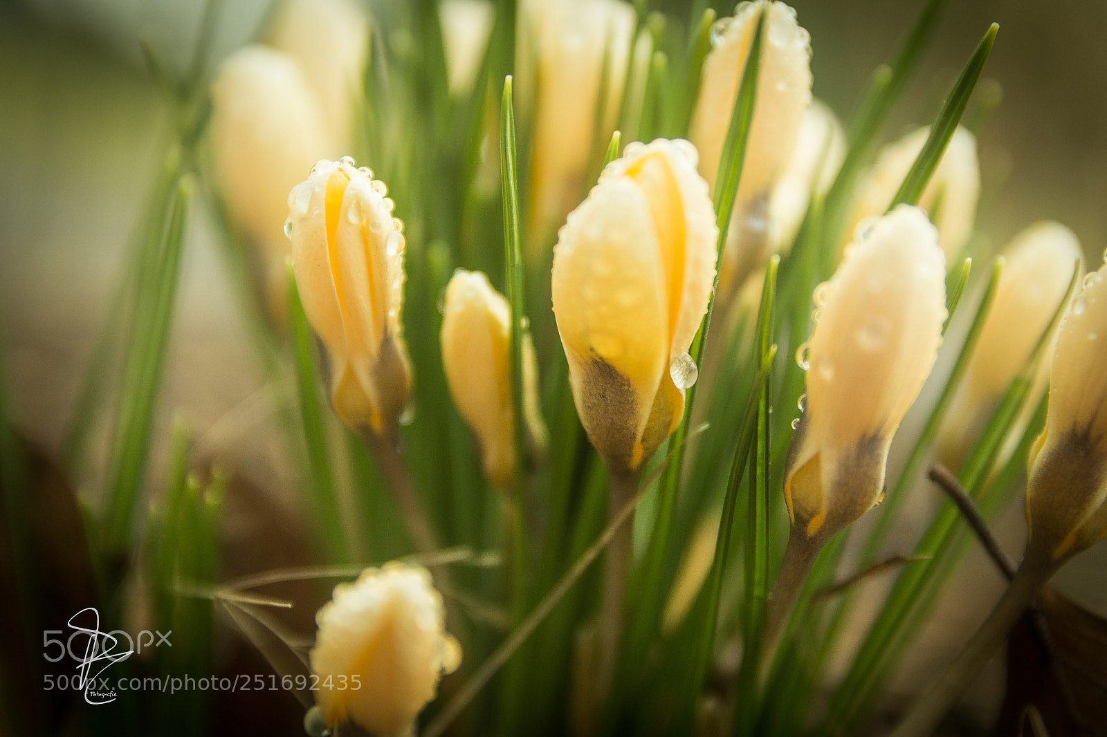 Canon EOS 700D (EOS Rebel T5i / EOS Kiss X7i) sample photo. Springdrops photography
