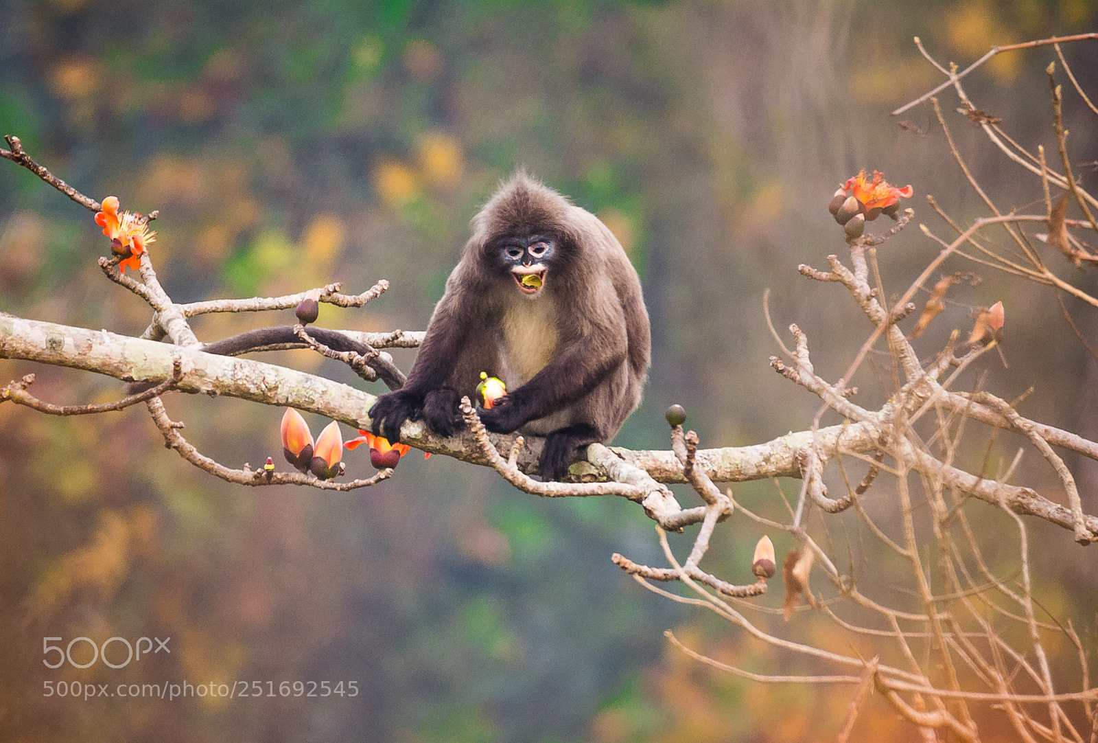 Nikon D5200 sample photo. Phayre's leaf monkey photography