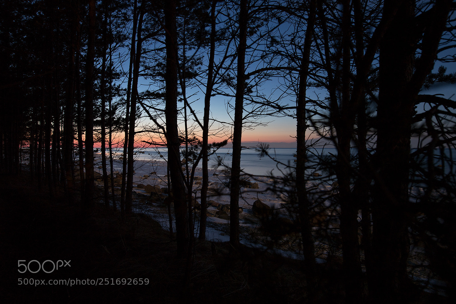 Canon EOS 6D Mark II sample photo. The forest and the photography