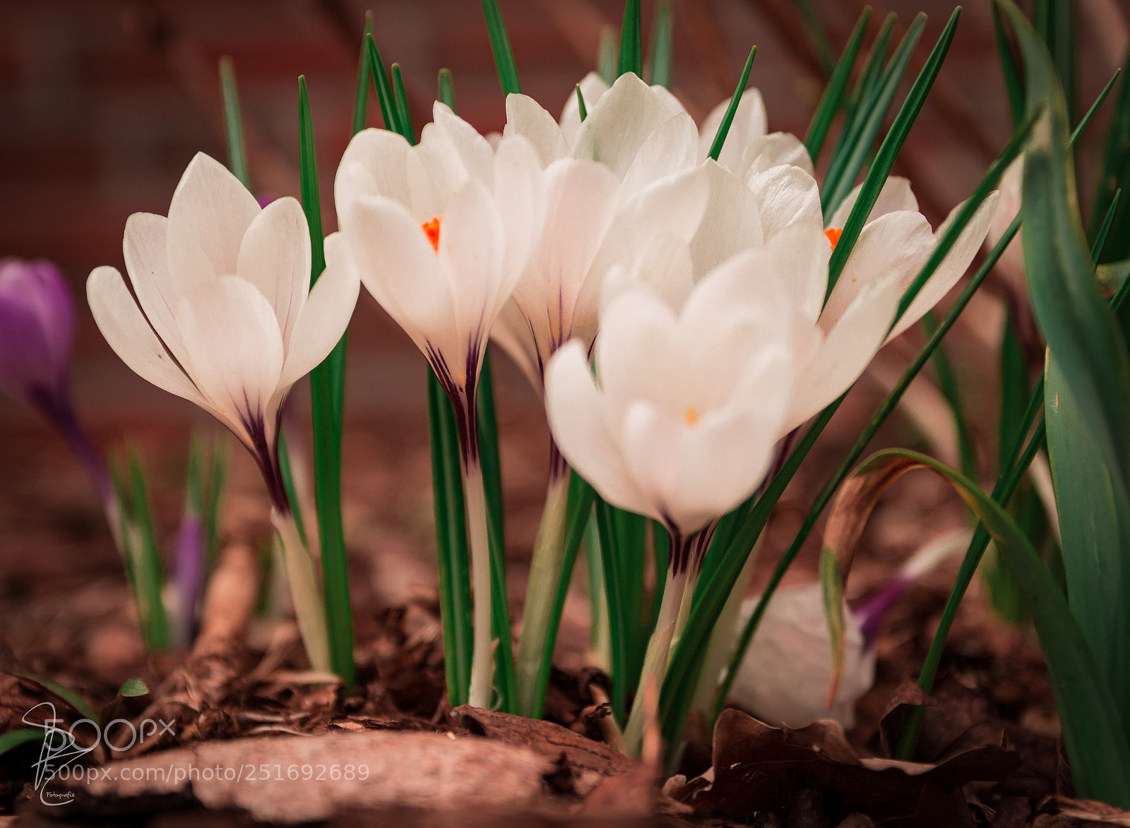 Canon EOS 700D (EOS Rebel T5i / EOS Kiss X7i) sample photo. White virgin photography
