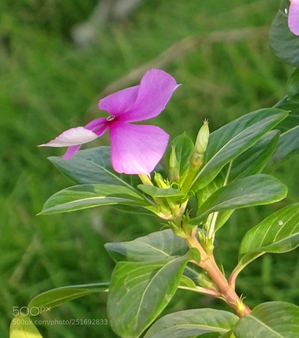 Sony DSC-HX60V sample photo. Catharanthus roseus photography
