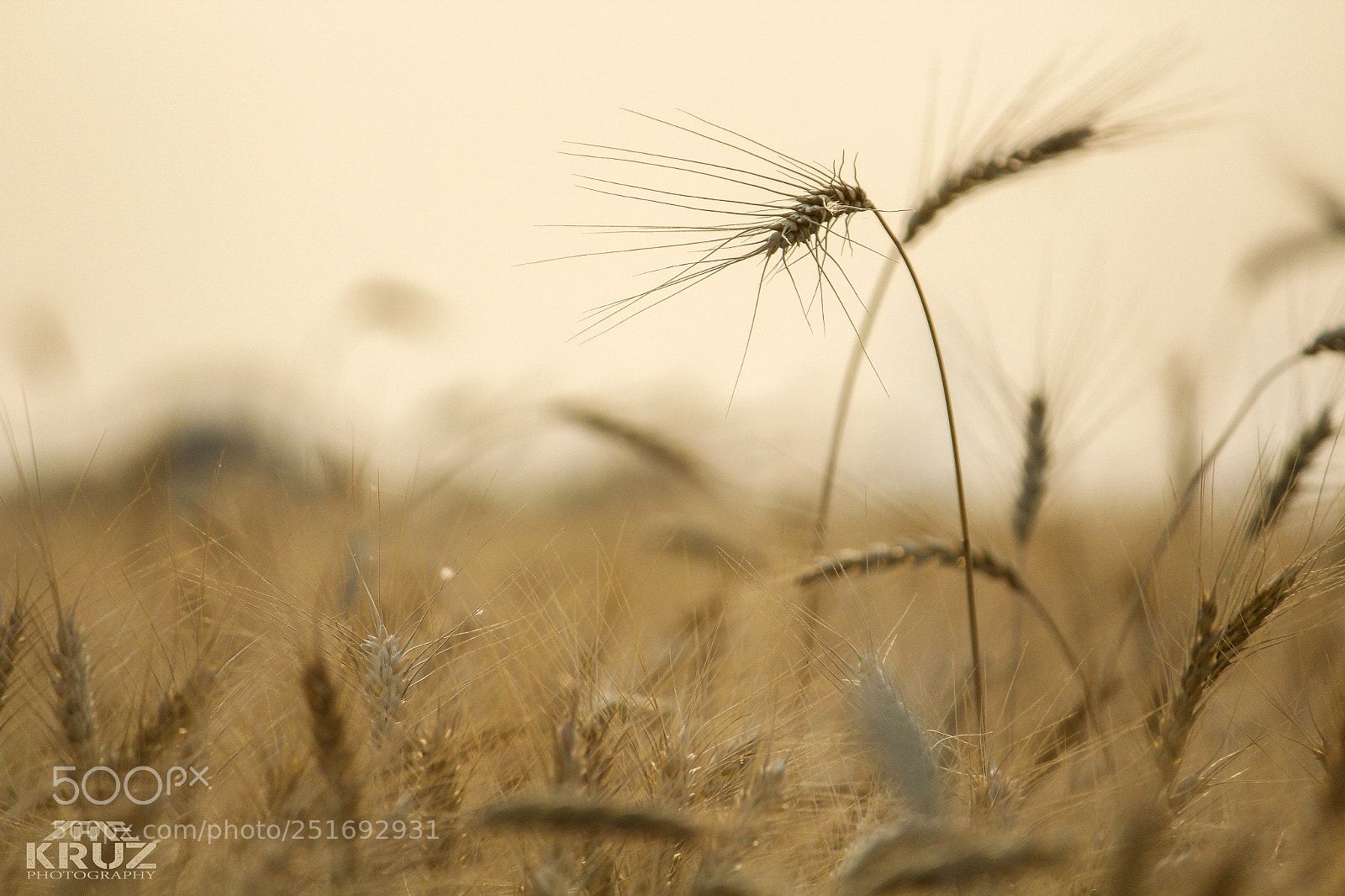 Canon EOS 1300D (EOS Rebel T6 / EOS Kiss X80) sample photo. Wheat plants photography