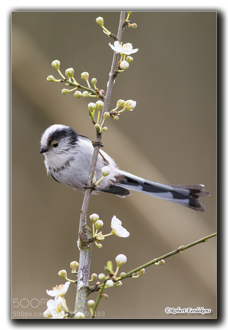 Nikon D7100 sample photo. Spring is in the photography