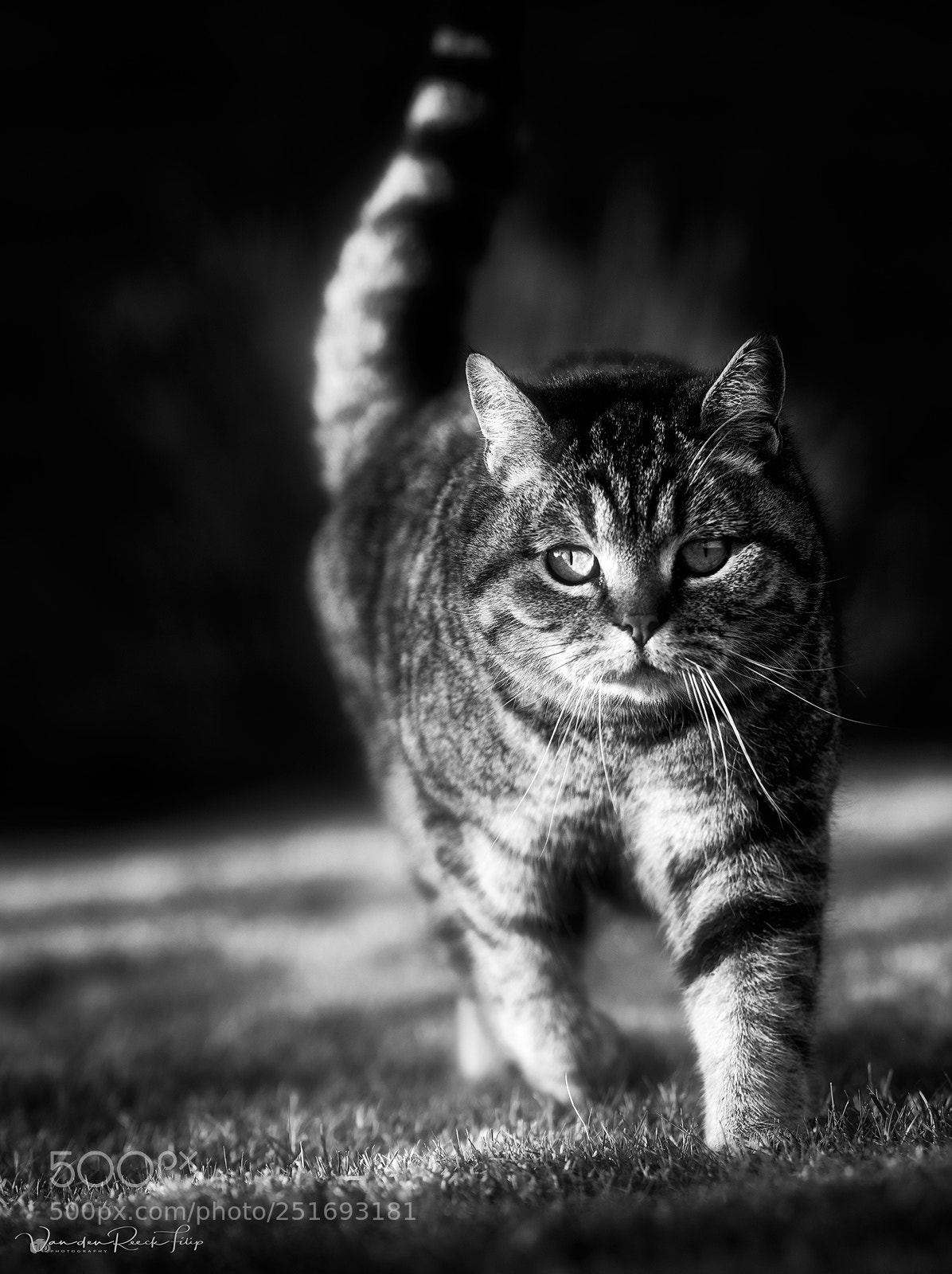 Canon EOS 5DS R sample photo. Where are the chicks ... photography