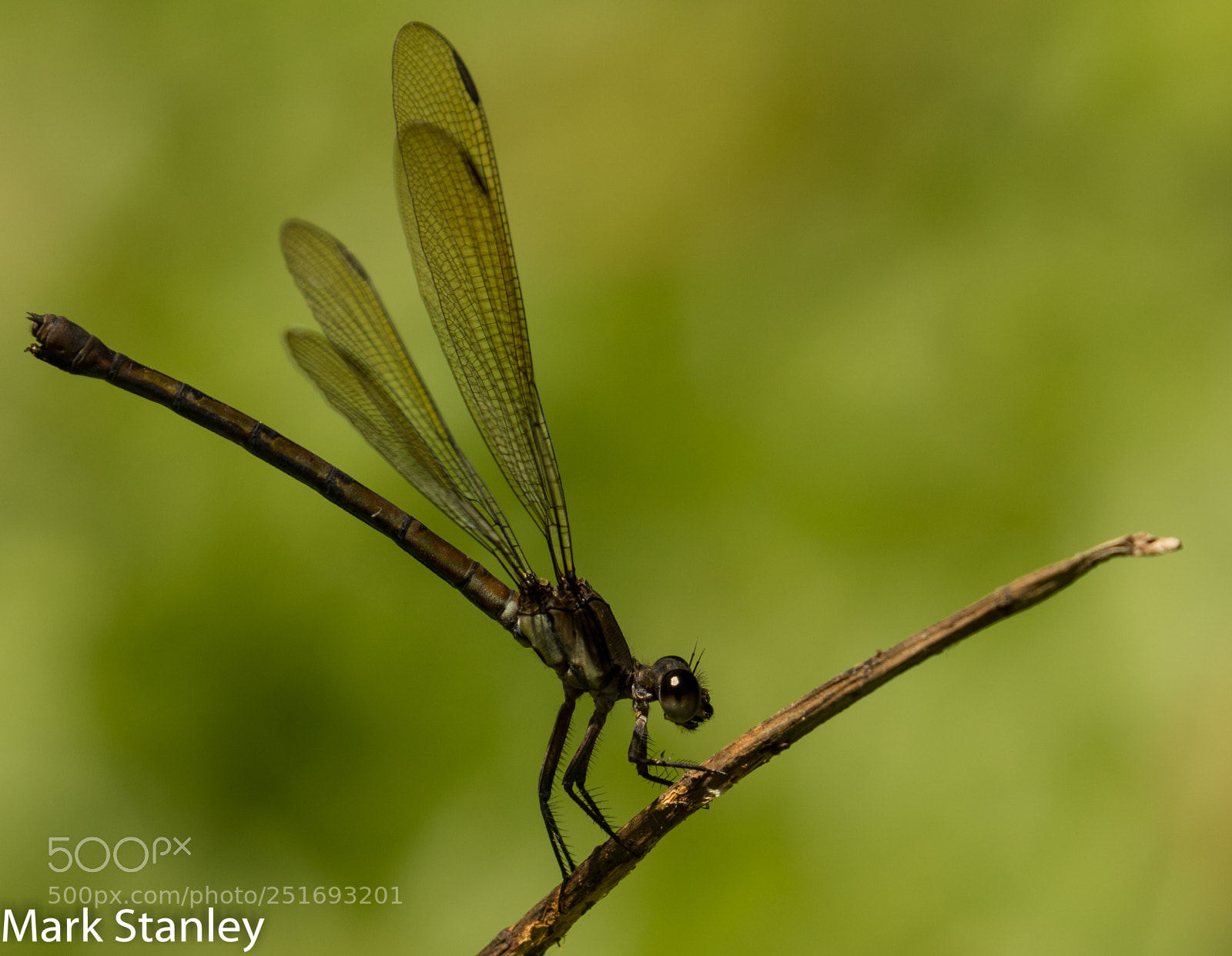 Canon EOS 5D Mark IV sample photo. Common flatwing-2.jpg photography