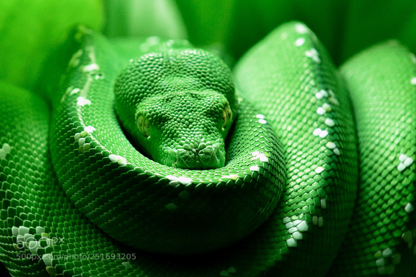 Nikon D810 sample photo. Emerald tree boa photography
