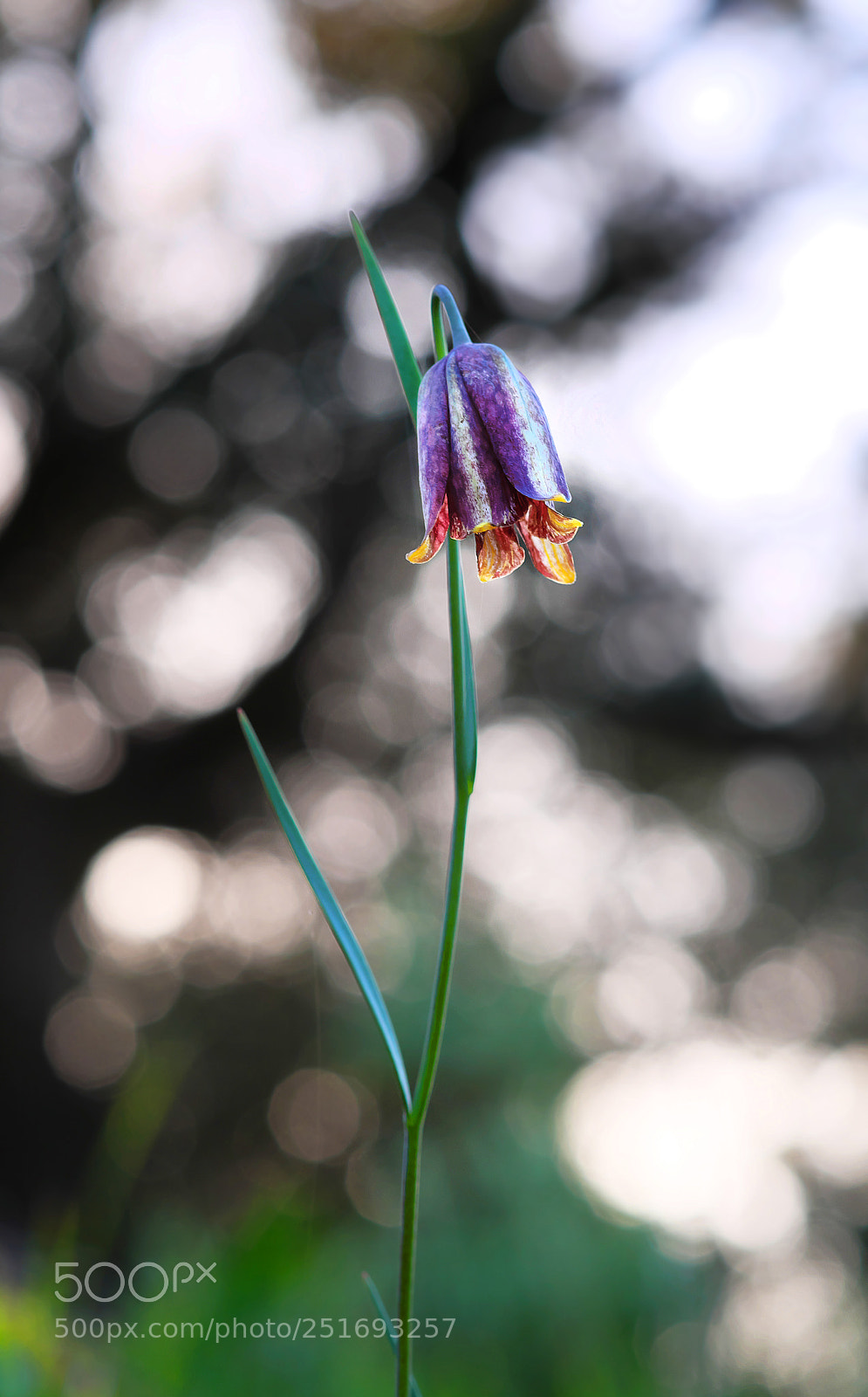 Fujifilm X-M1 sample photo. Martian flower ii wild photography