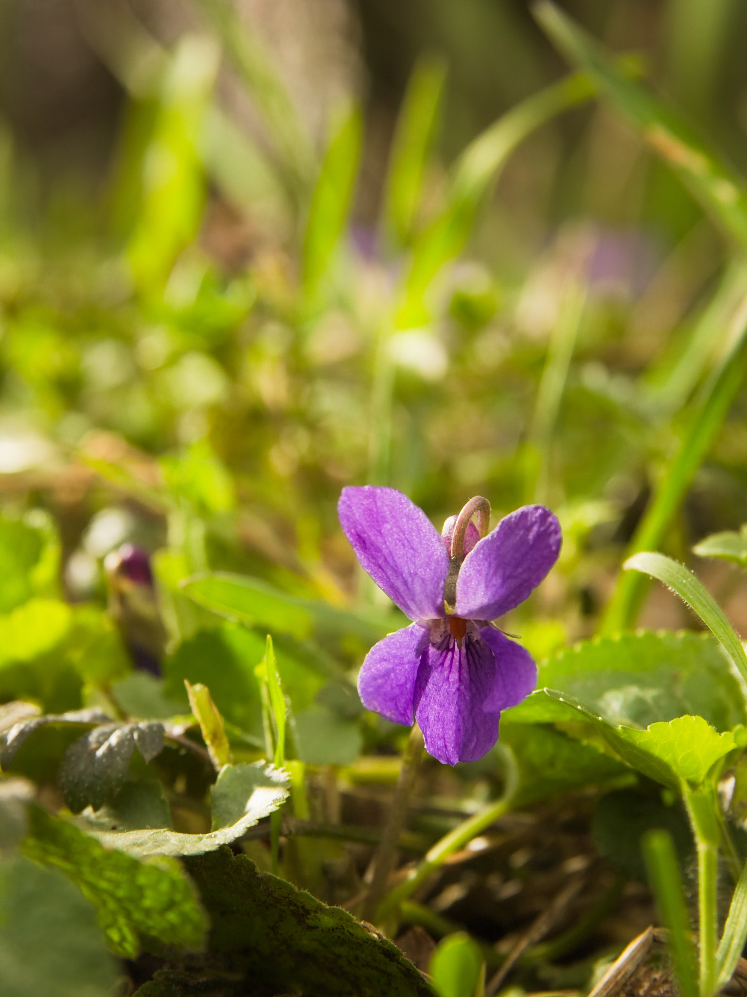 Sigma 17-70mm F2.8-4 DC Macro OS HSM sample photo. Forest's little violet photography