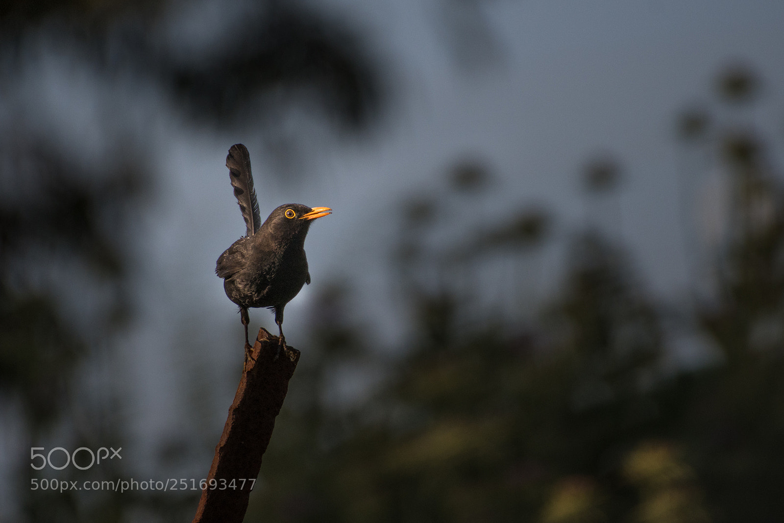 Nikon D500 sample photo. Blackbird (turdus merula) photography