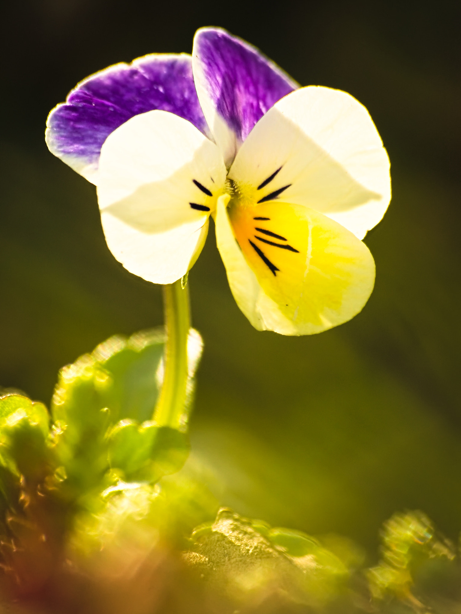 Canon EOS 1100D (EOS Rebel T3 / EOS Kiss X50) + Sigma 70-300mm F4-5.6 APO DG Macro sample photo. Pansy in the light photography