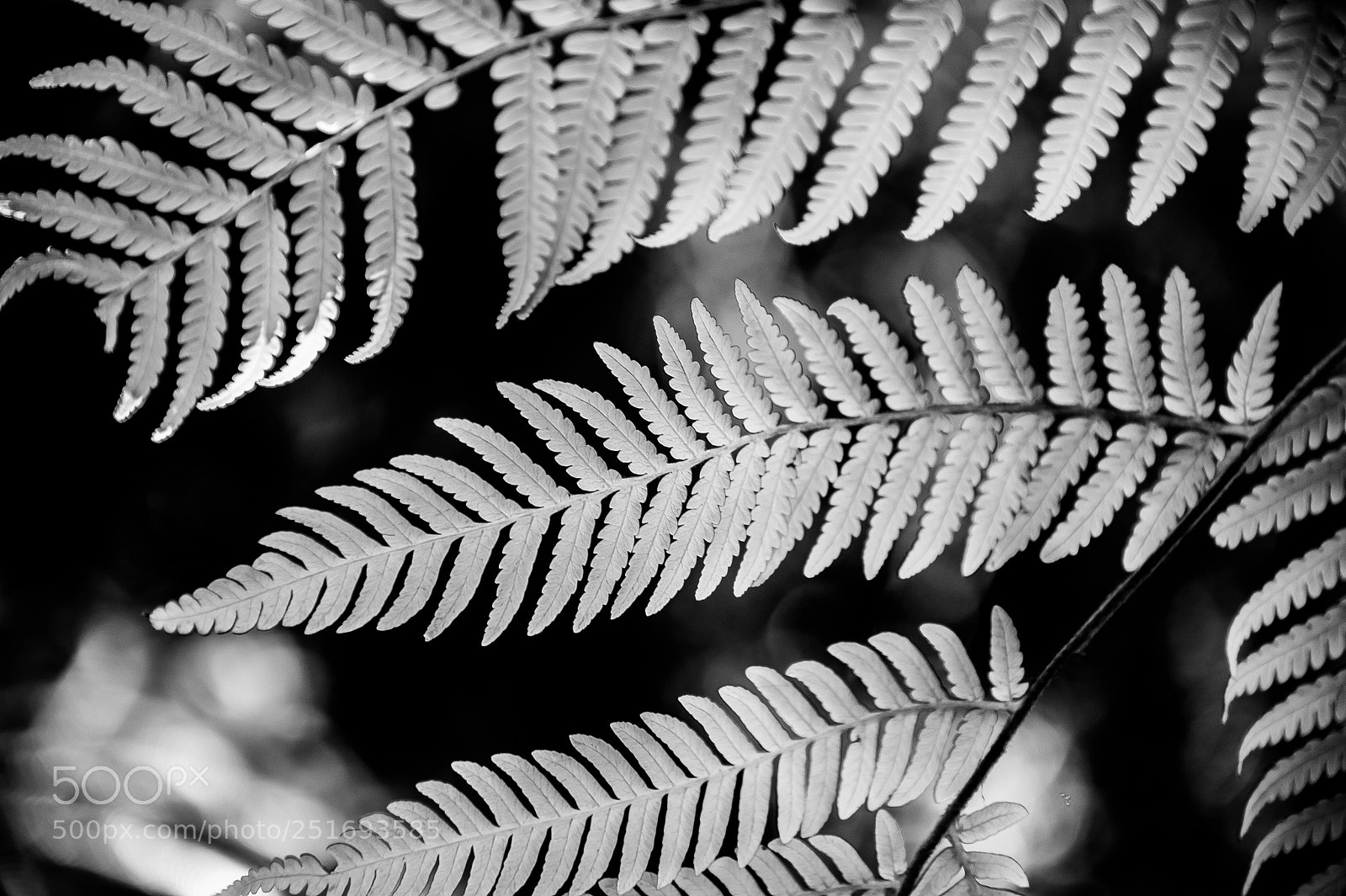 Nikon D4 sample photo. Fern : new zealand photography