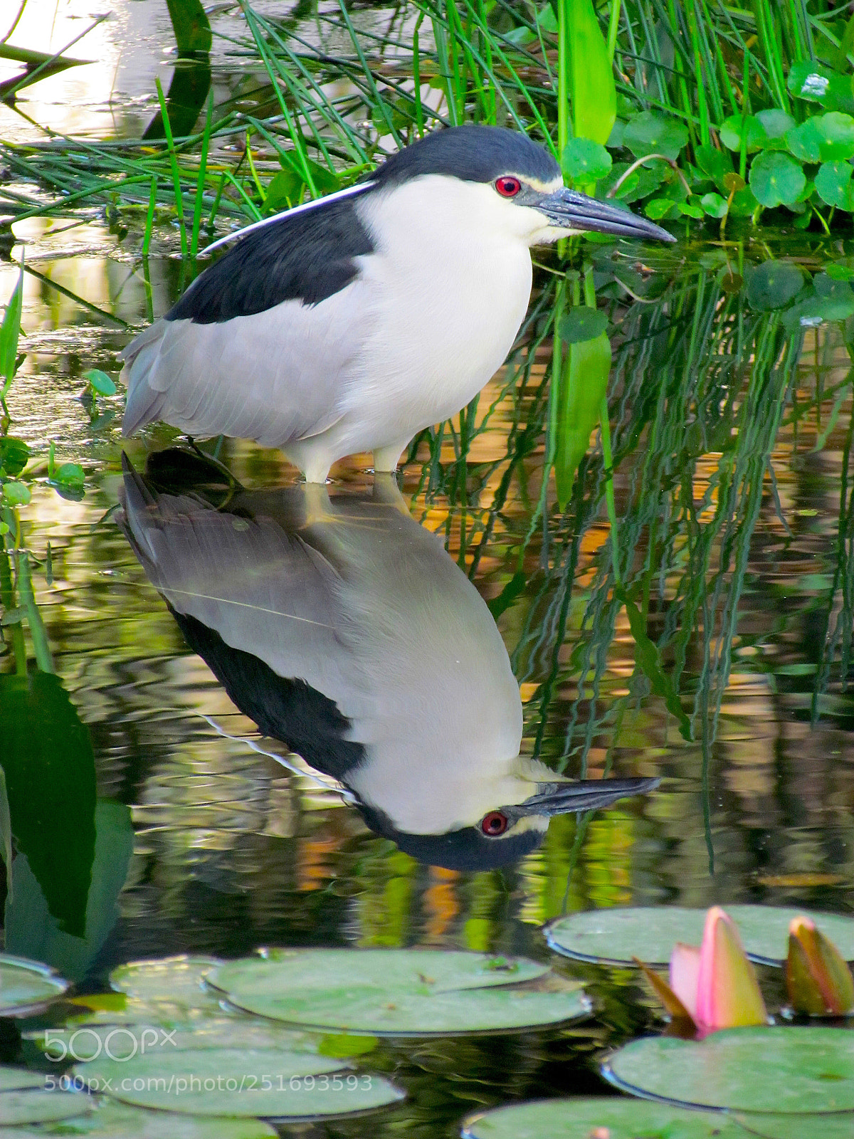 Canon PowerShot SX30 IS sample photo. Mirror photography