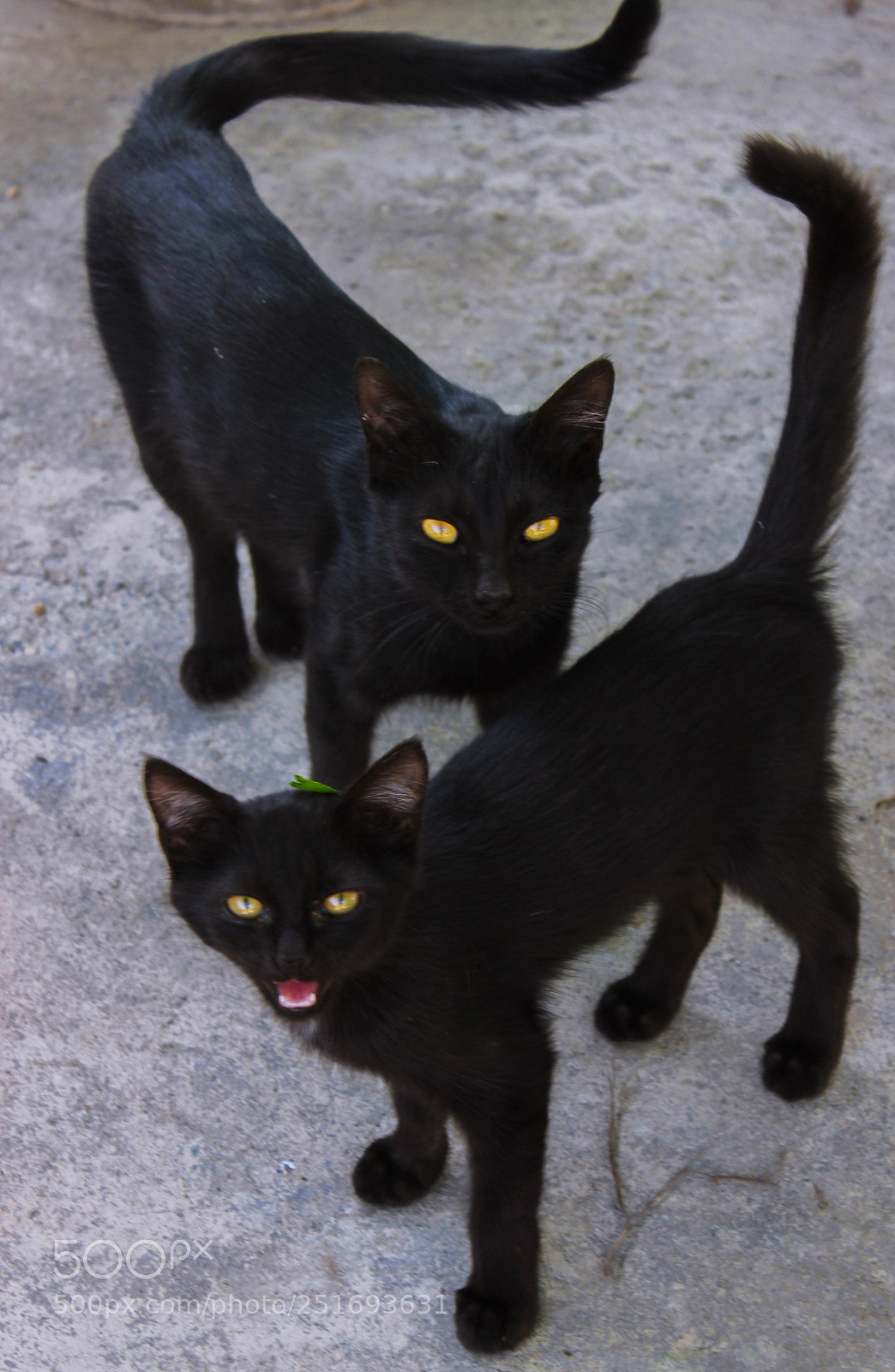 Canon EOS 600D (Rebel EOS T3i / EOS Kiss X5) sample photo. Black cats photography