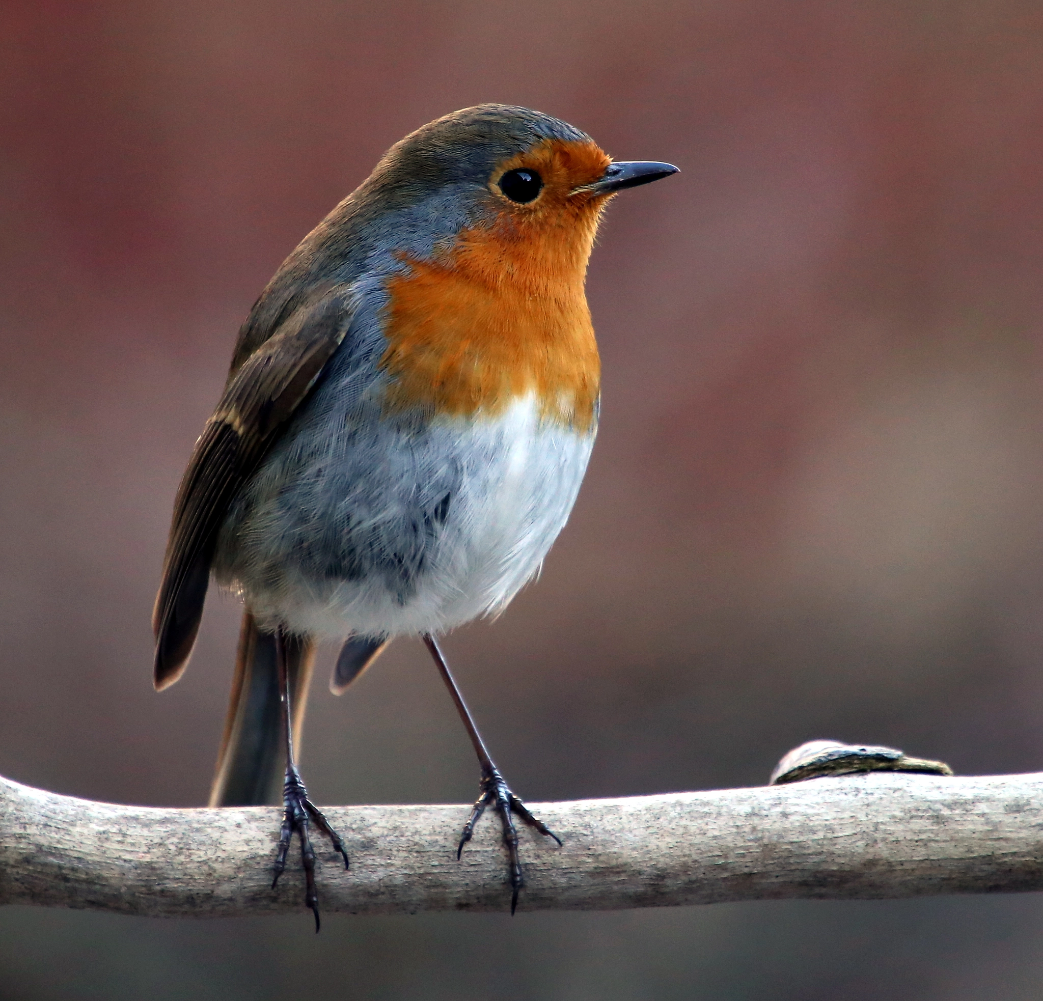 Canon EF 70-200mm F4L IS USM sample photo. European robin , aberdeen, scotland photography