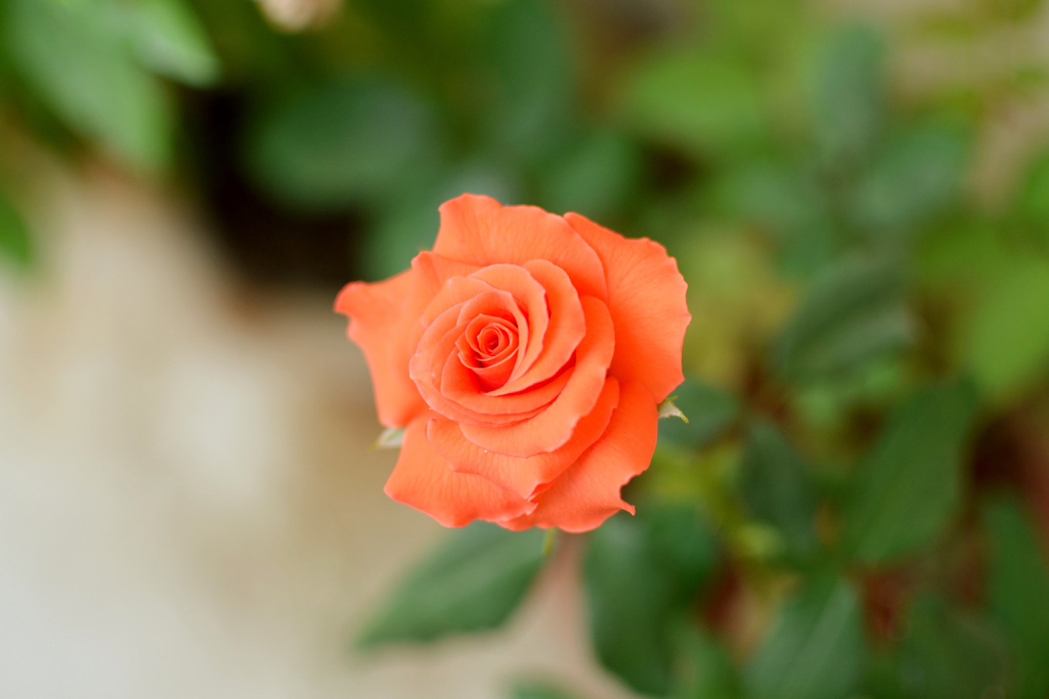 Nikon D3100 + Nikon AF-S DX Nikkor 35mm F1.8G sample photo. Rose photography