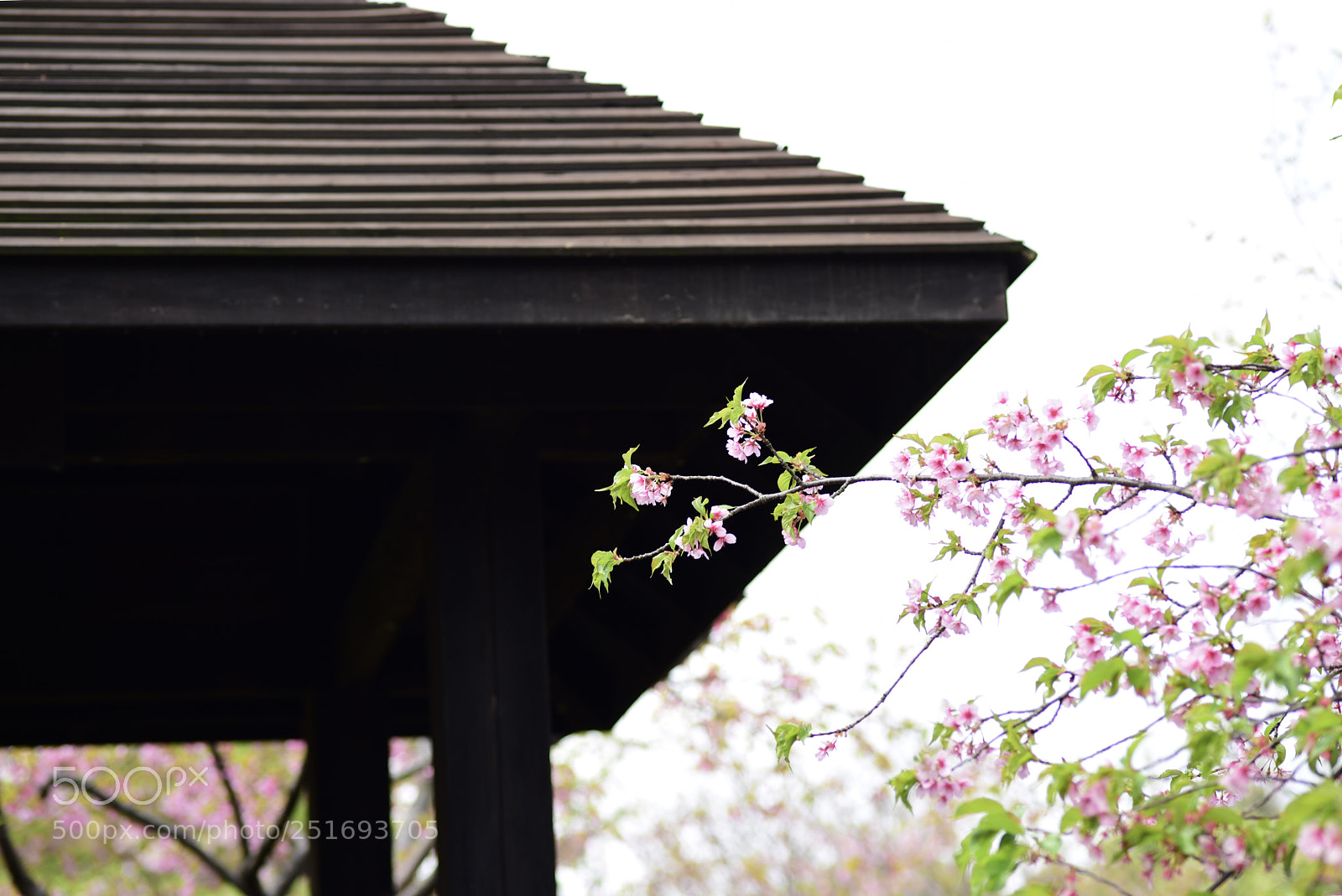 Nikon D810 sample photo. Sakura photography