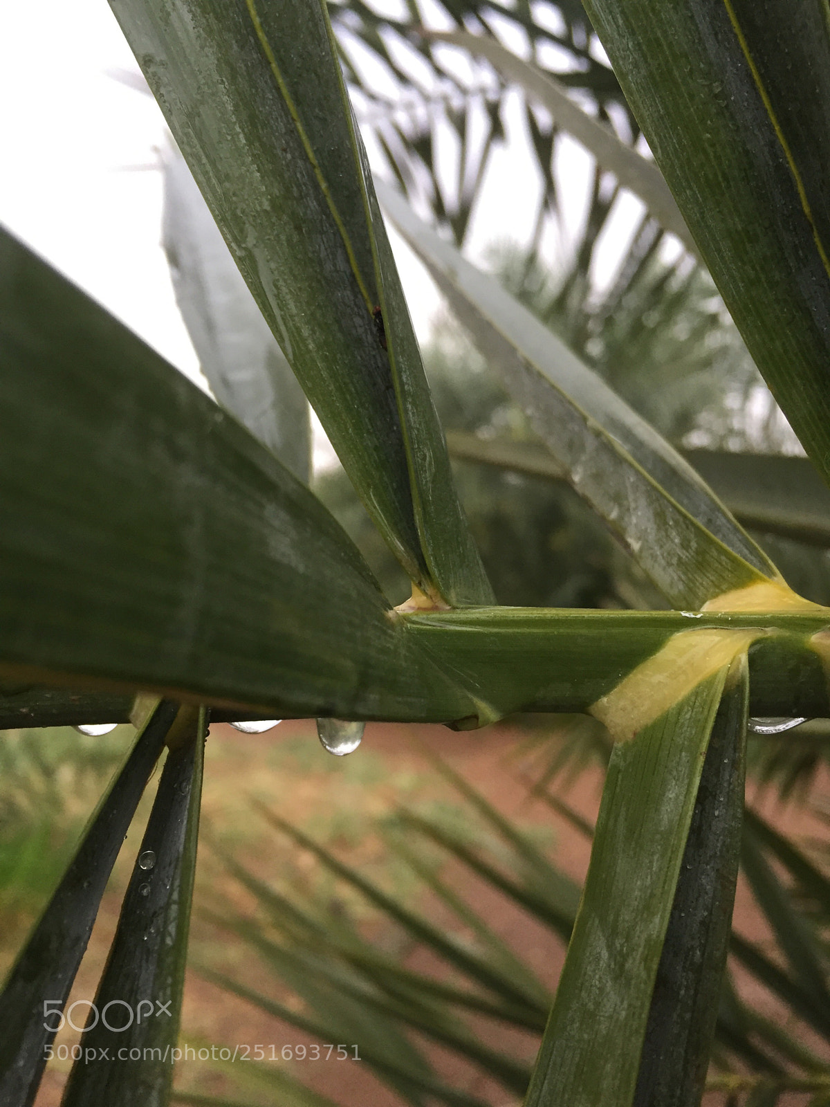 Apple iPhone 6 sample photo. Untitled photography