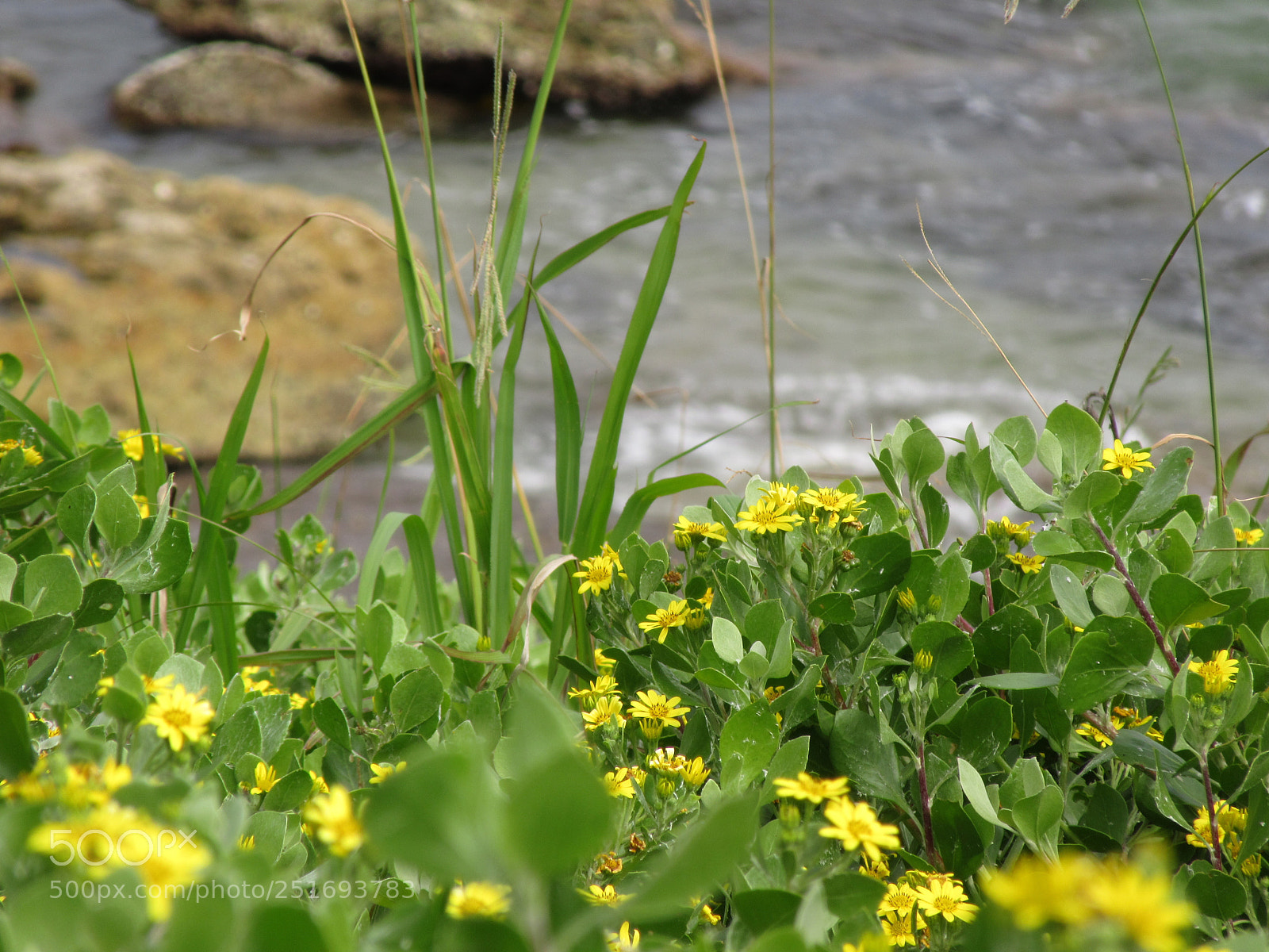 Canon PowerShot SX610 HS sample photo. Water edge photography