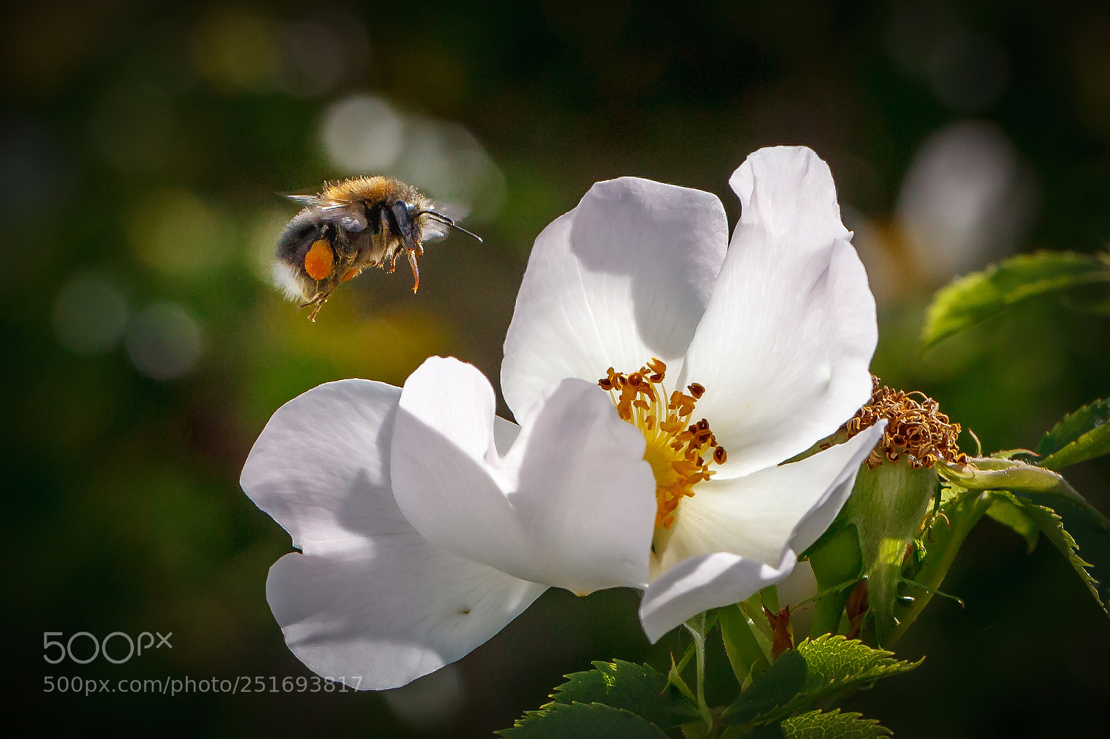 Canon EOS 5D Mark II sample photo. The flight of the photography