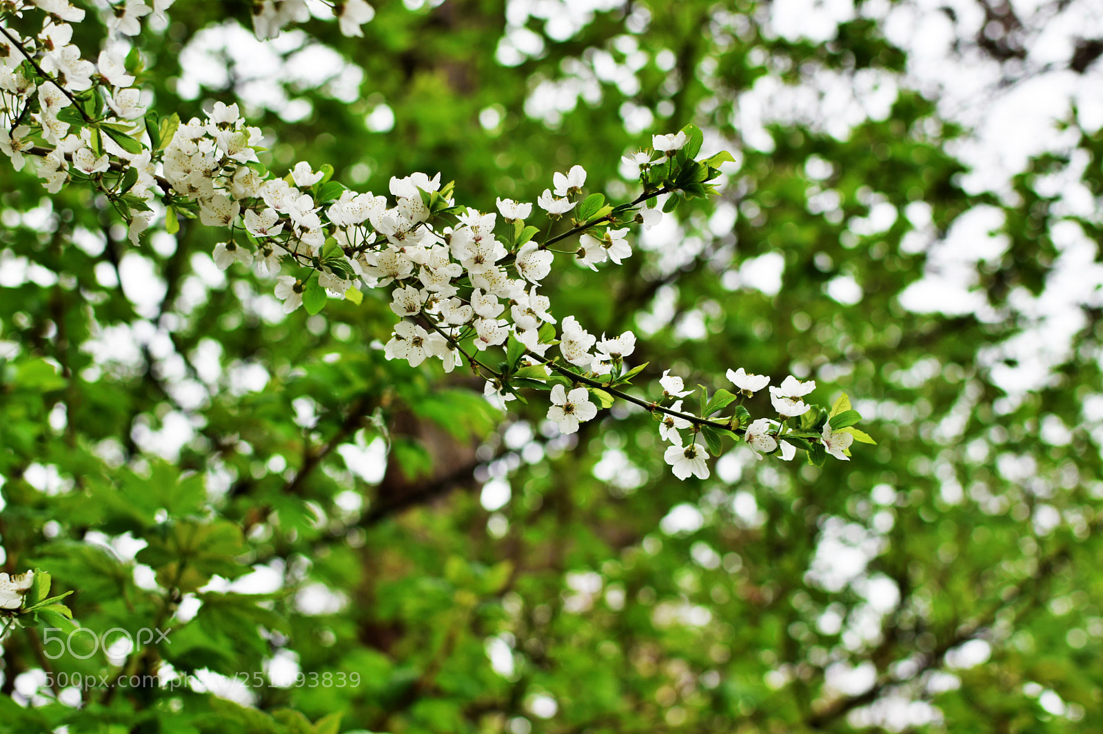 Nikon D5300 sample photo. Blossom photography