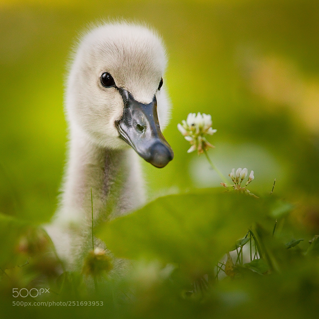 Canon EOS 5D Mark II sample photo. Black swan photography