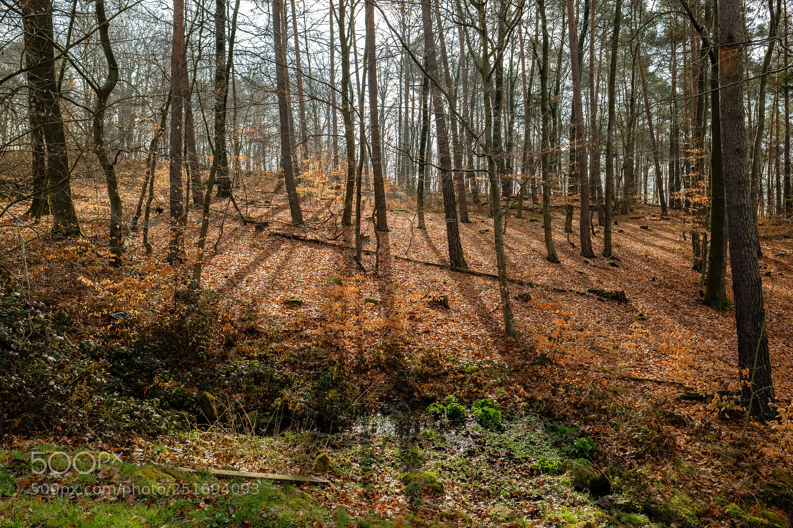 Fujifilm X-T2 sample photo. Shadows of forest photography