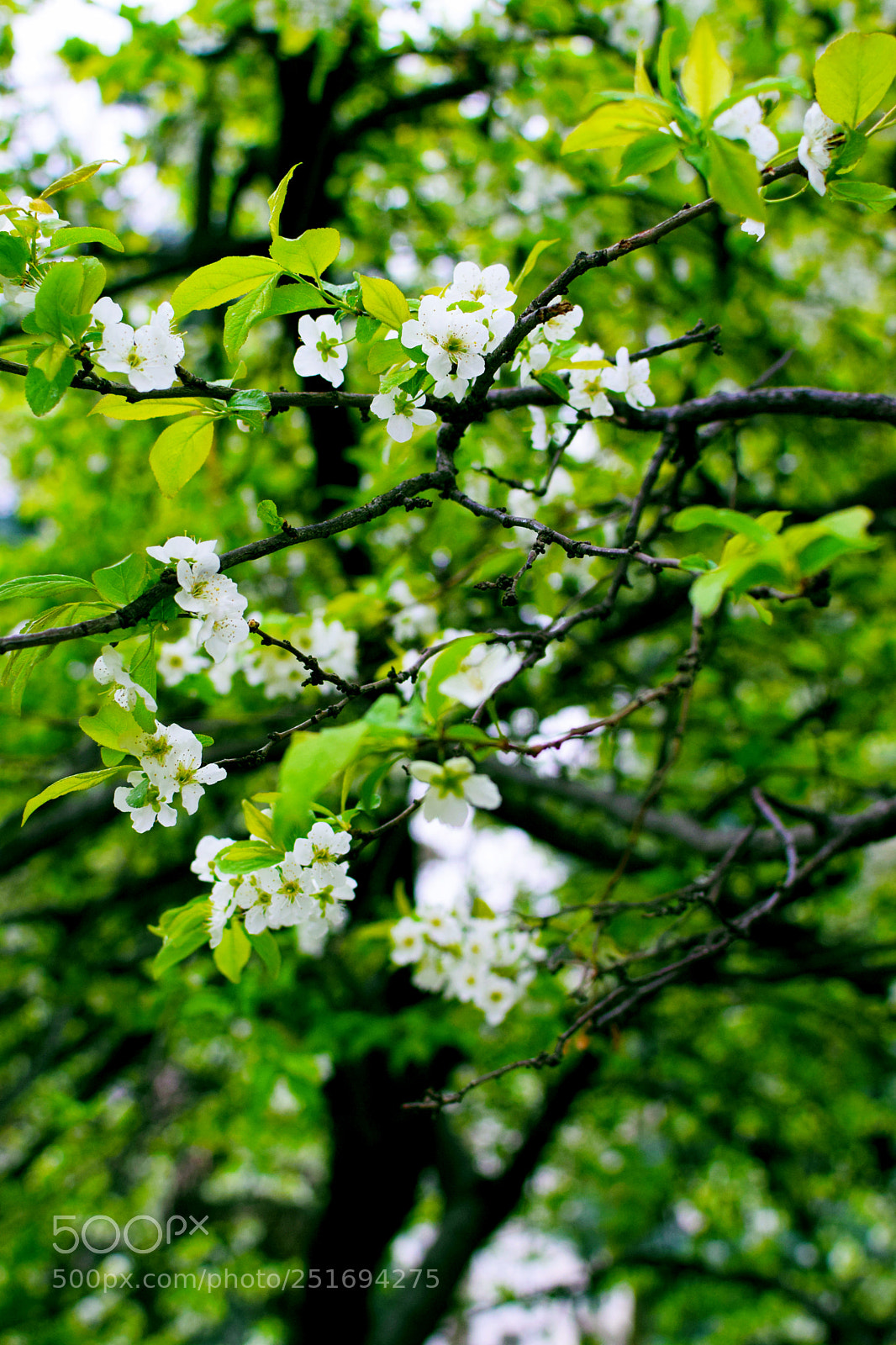 Nikon D5300 sample photo. Blossom photography