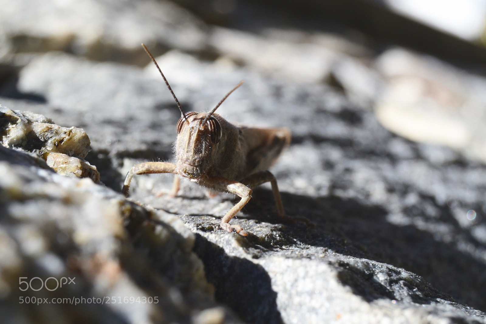 Nikon D3100 sample photo. Hopper photography