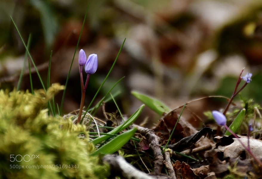 Nikon D7500 sample photo. Untitled photography