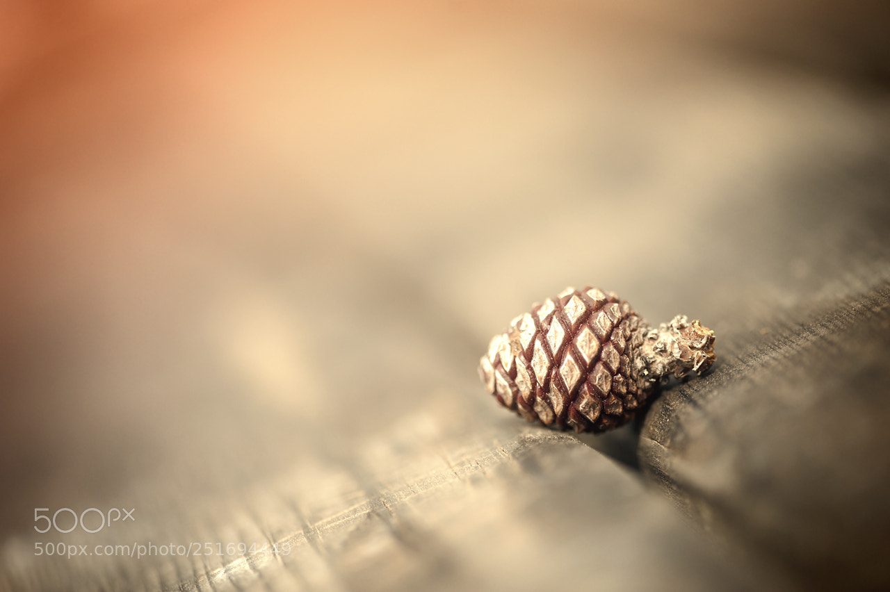 Nikon D700 sample photo. Nature photography