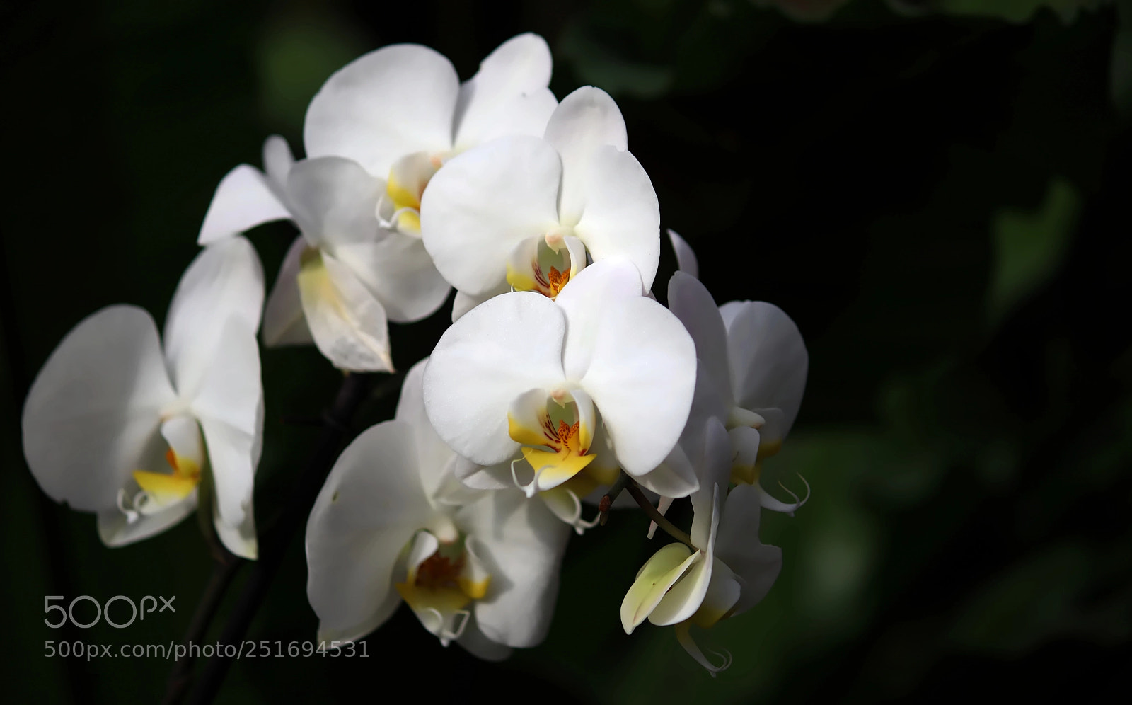Canon EOS 80D sample photo. Orchid photography
