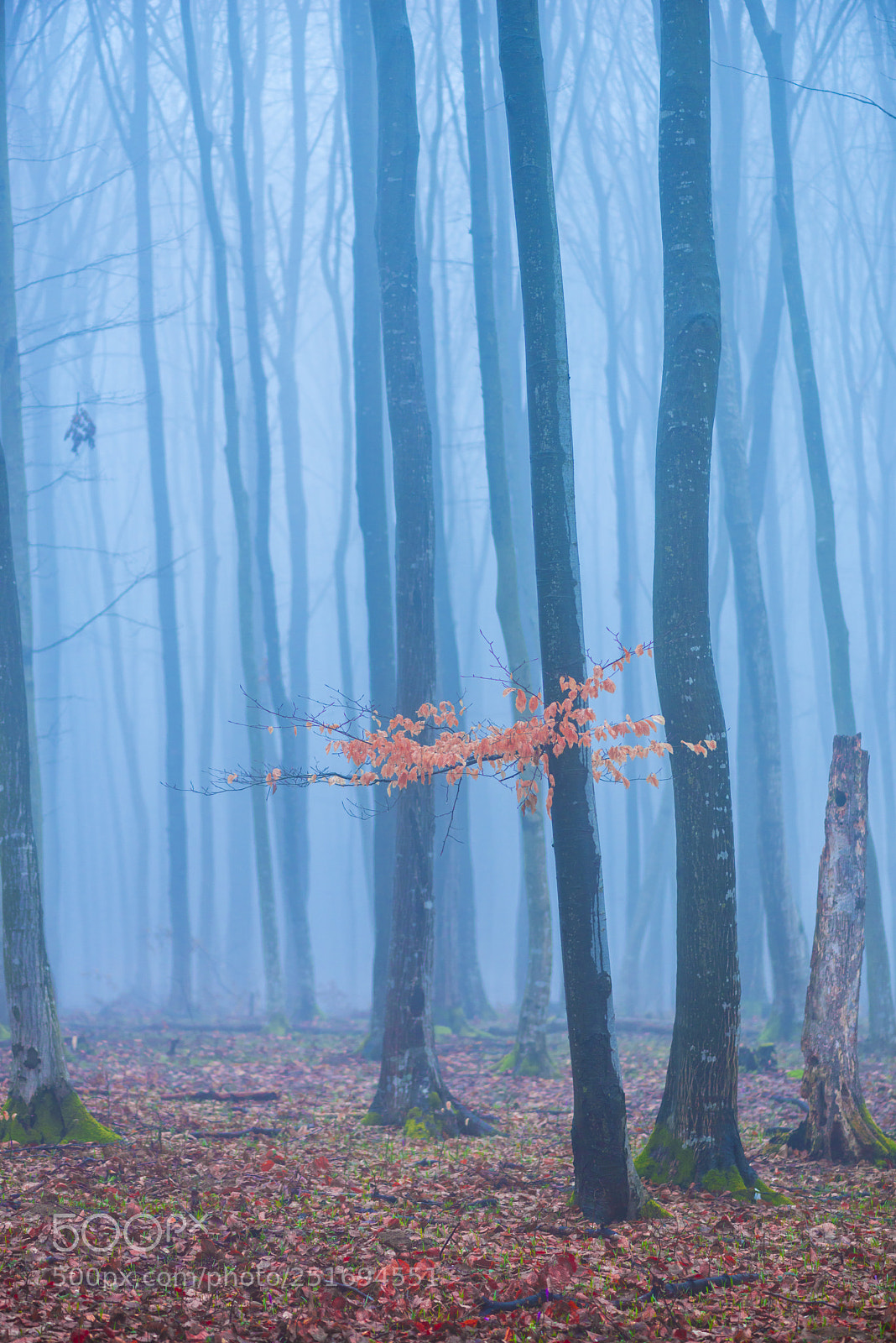 Nikon D800 sample photo. Mystic forest photography