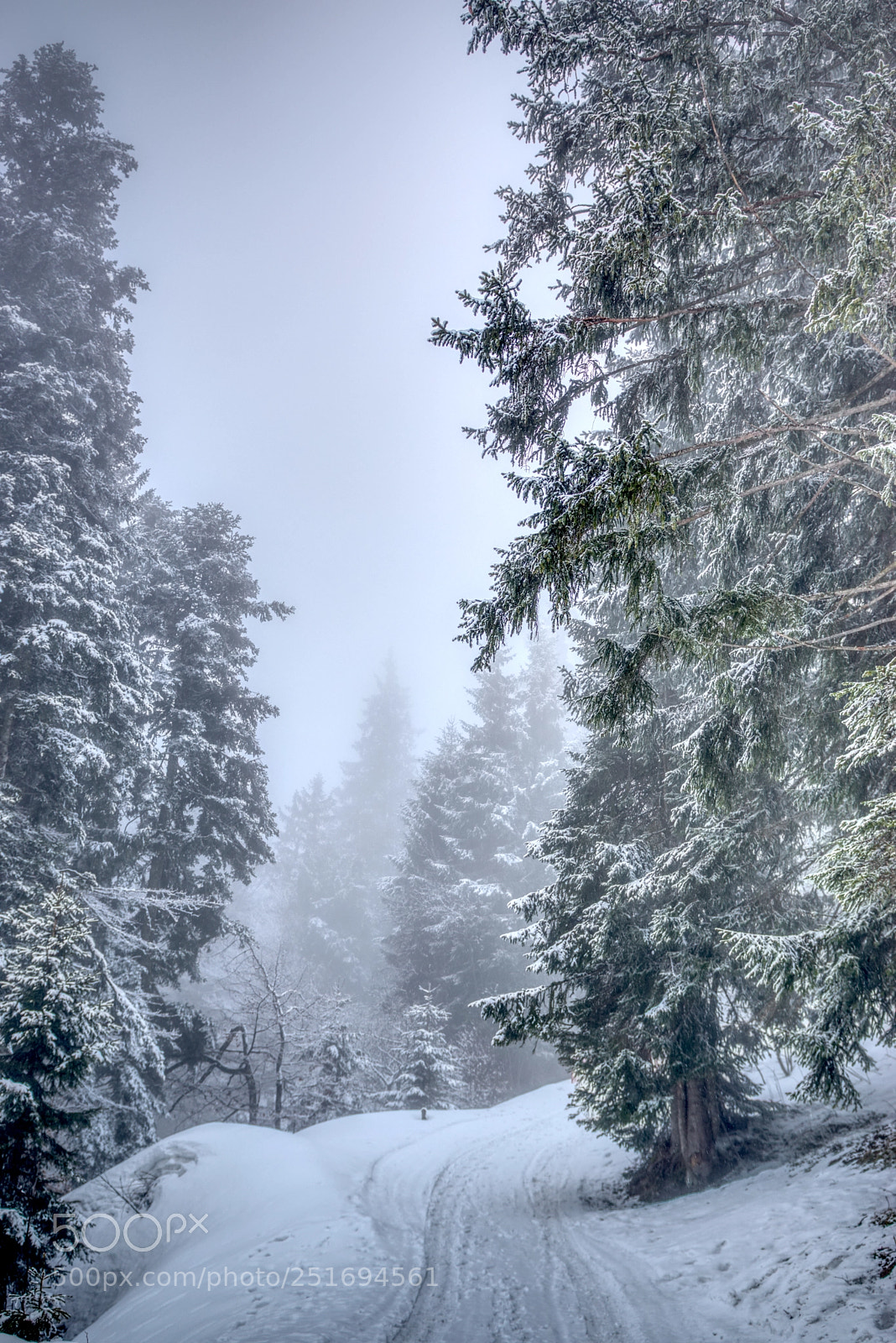 Nikon D5500 sample photo. Snowy forest photography