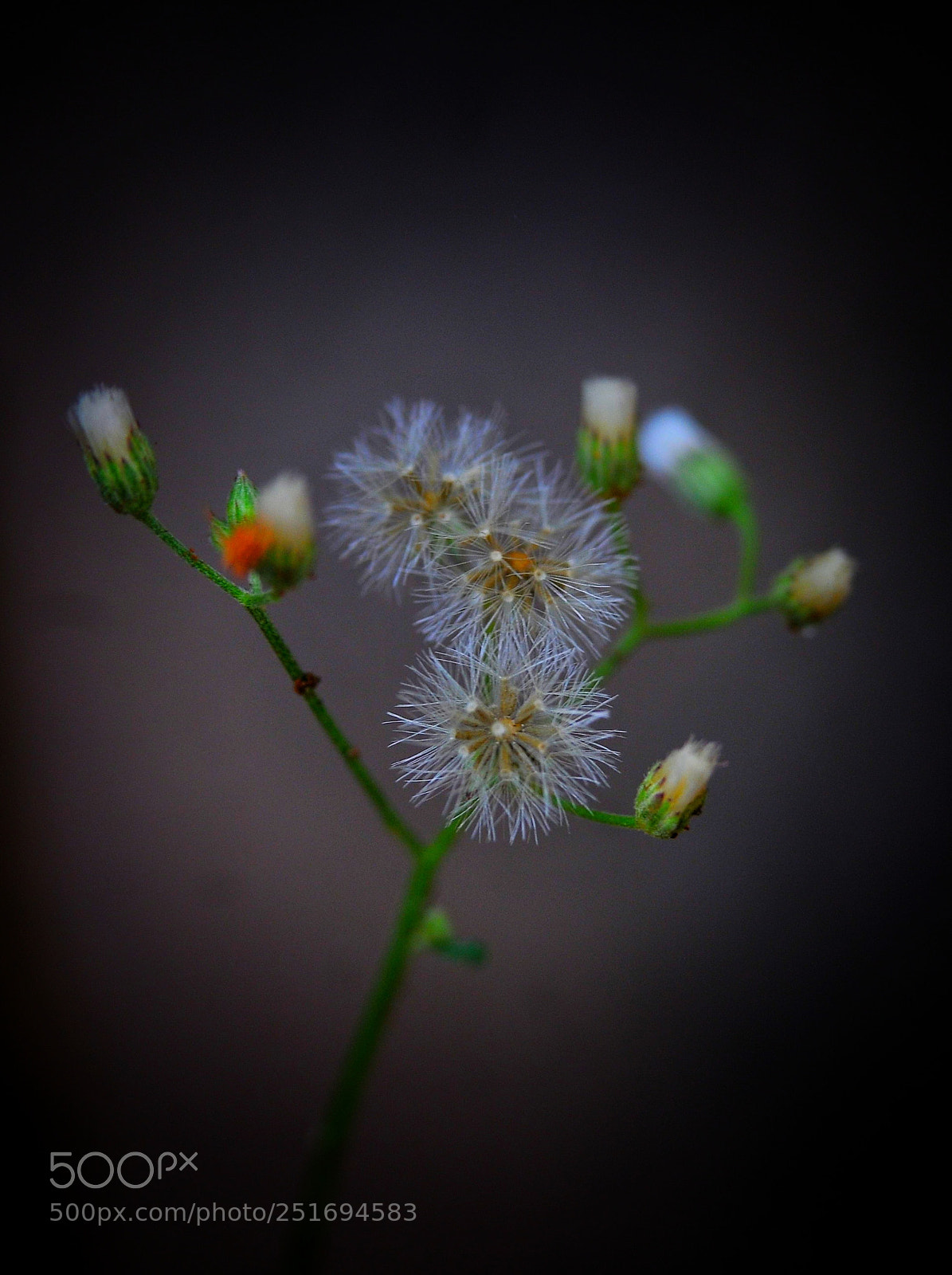Nikon D300 sample photo. Untitled photography