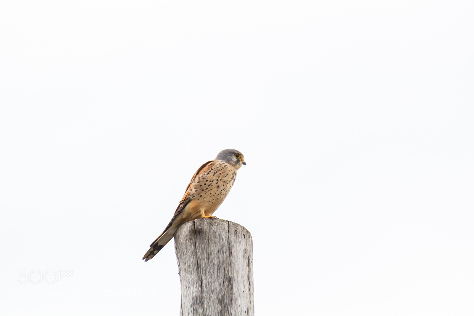 Canon EOS 60D sample photo. Common kestrel/falco tinnunculus photography