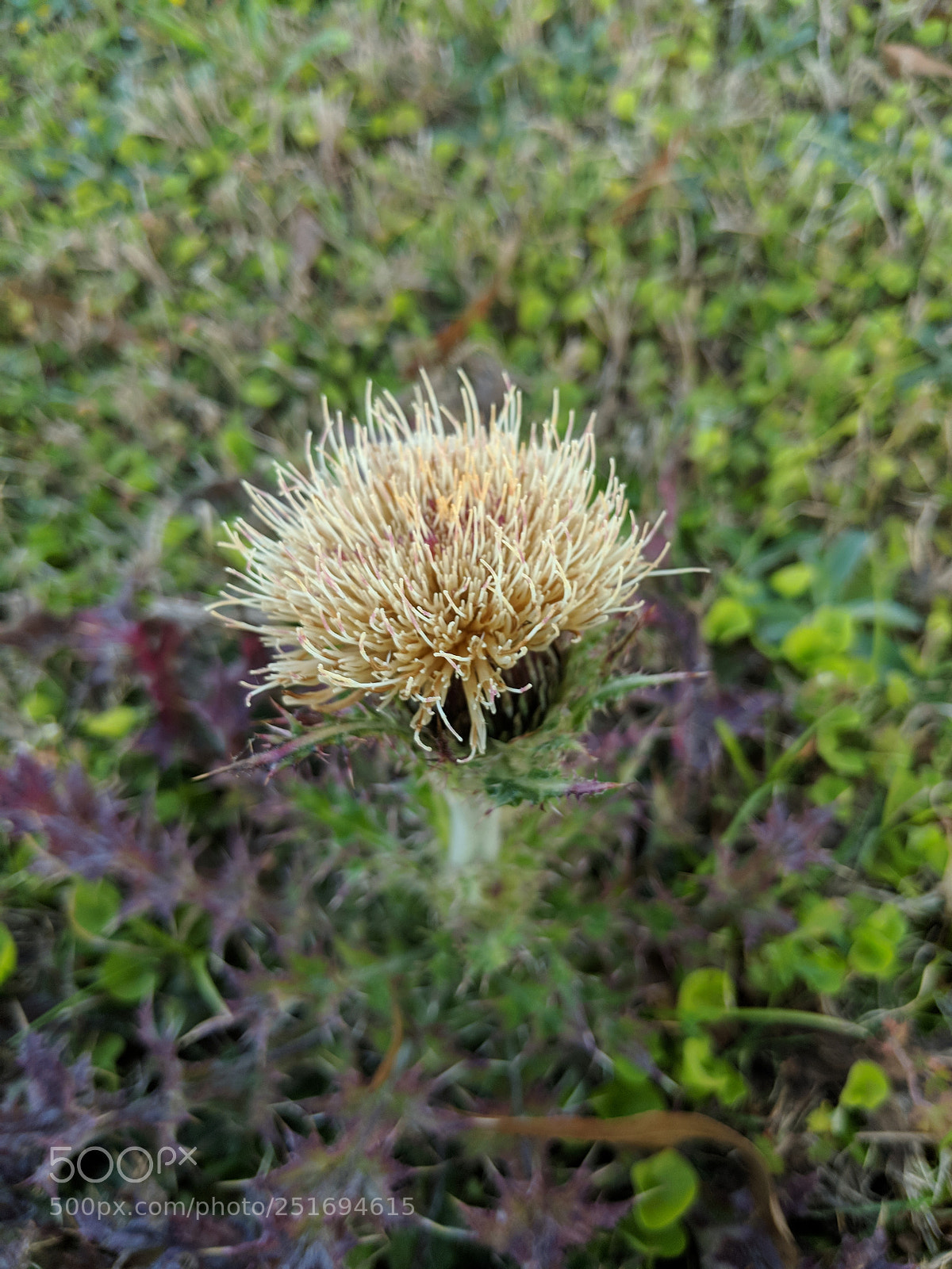 Google Pixel 2 XL sample photo. Forb plant photography