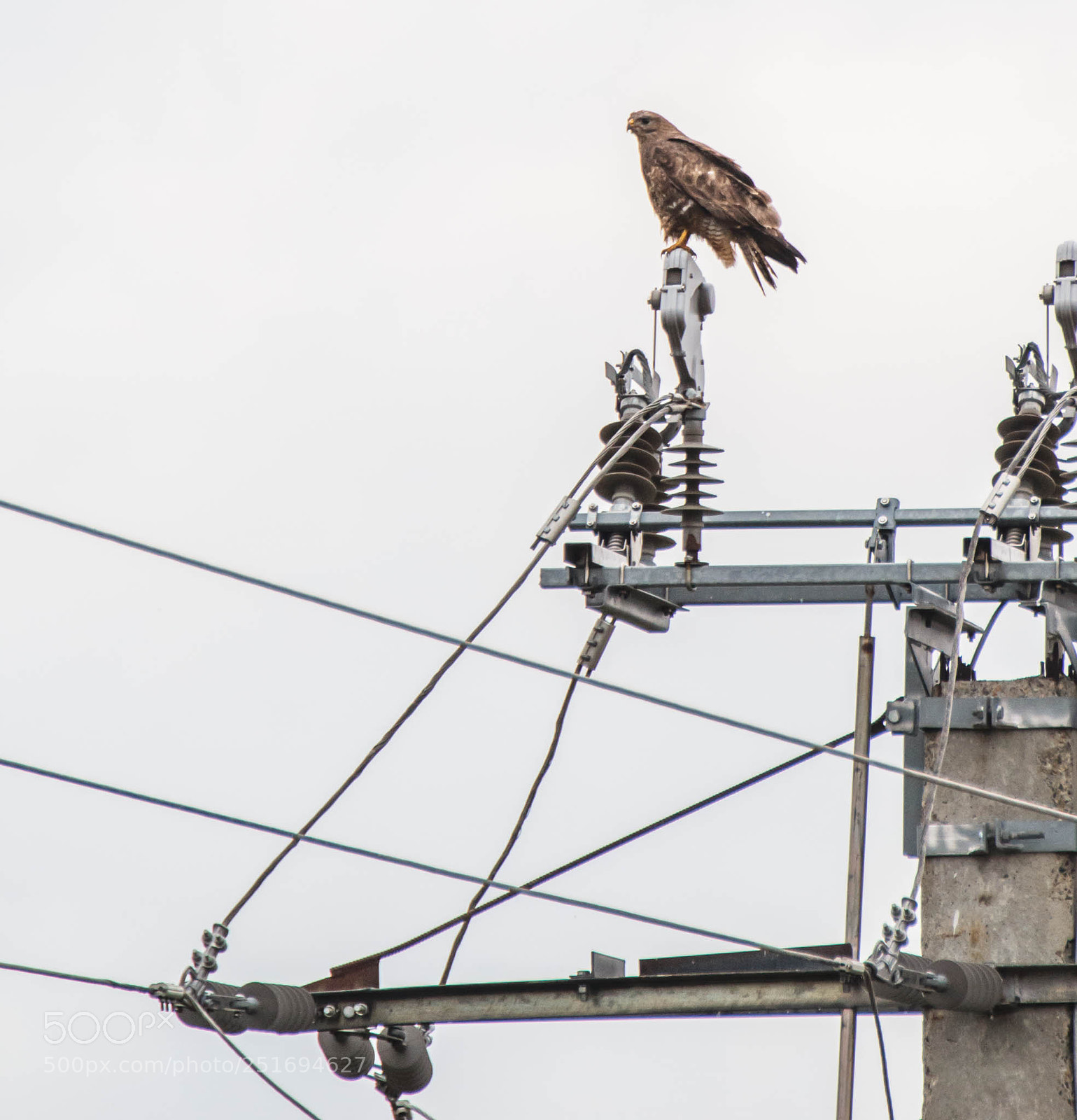 Canon EOS 60D sample photo. Common buzzard/buteo buteo photography