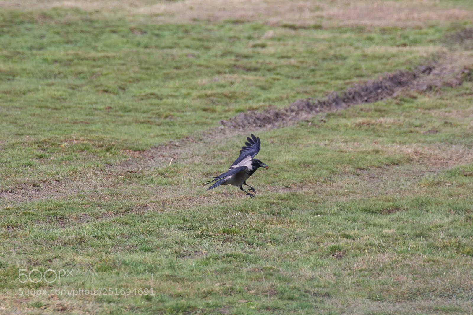 Canon EOS 60D sample photo. Hooded crow/corvus cornix photography