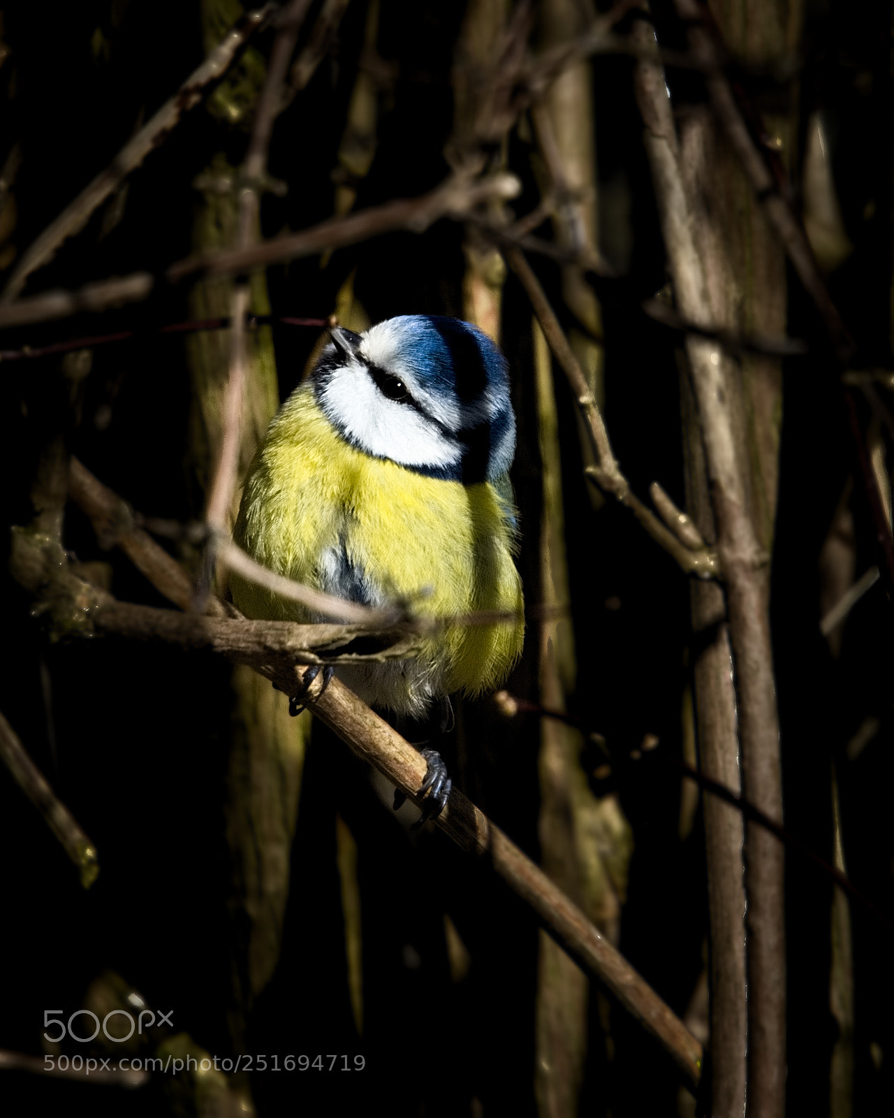 Nikon D7200 sample photo. Tit photography