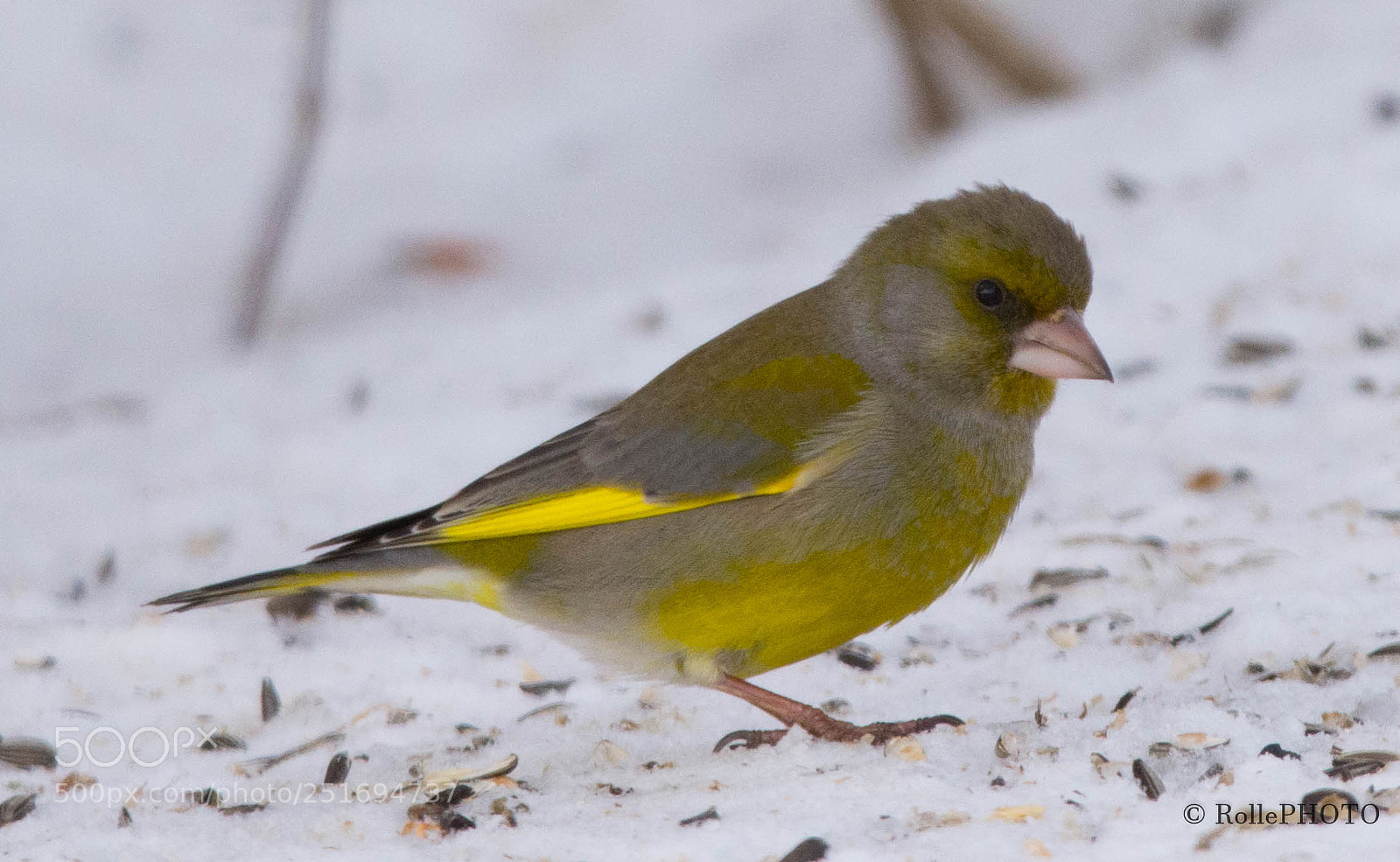 Nikon D7200 sample photo. Greenfinch photography