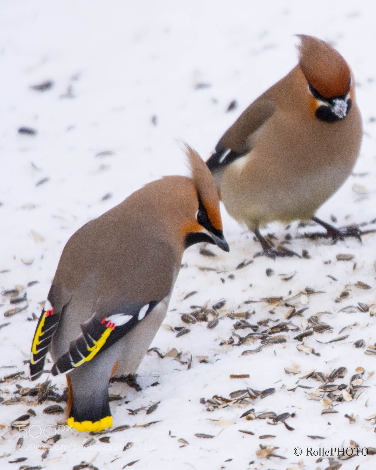Nikon D7200 sample photo. Colourful waxwing photography
